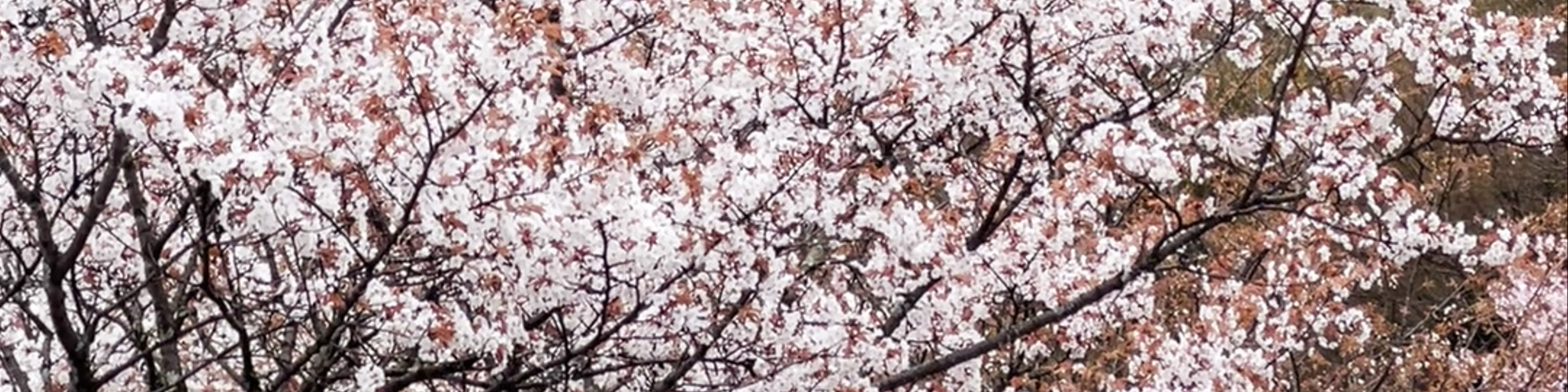 Mount Yoshino