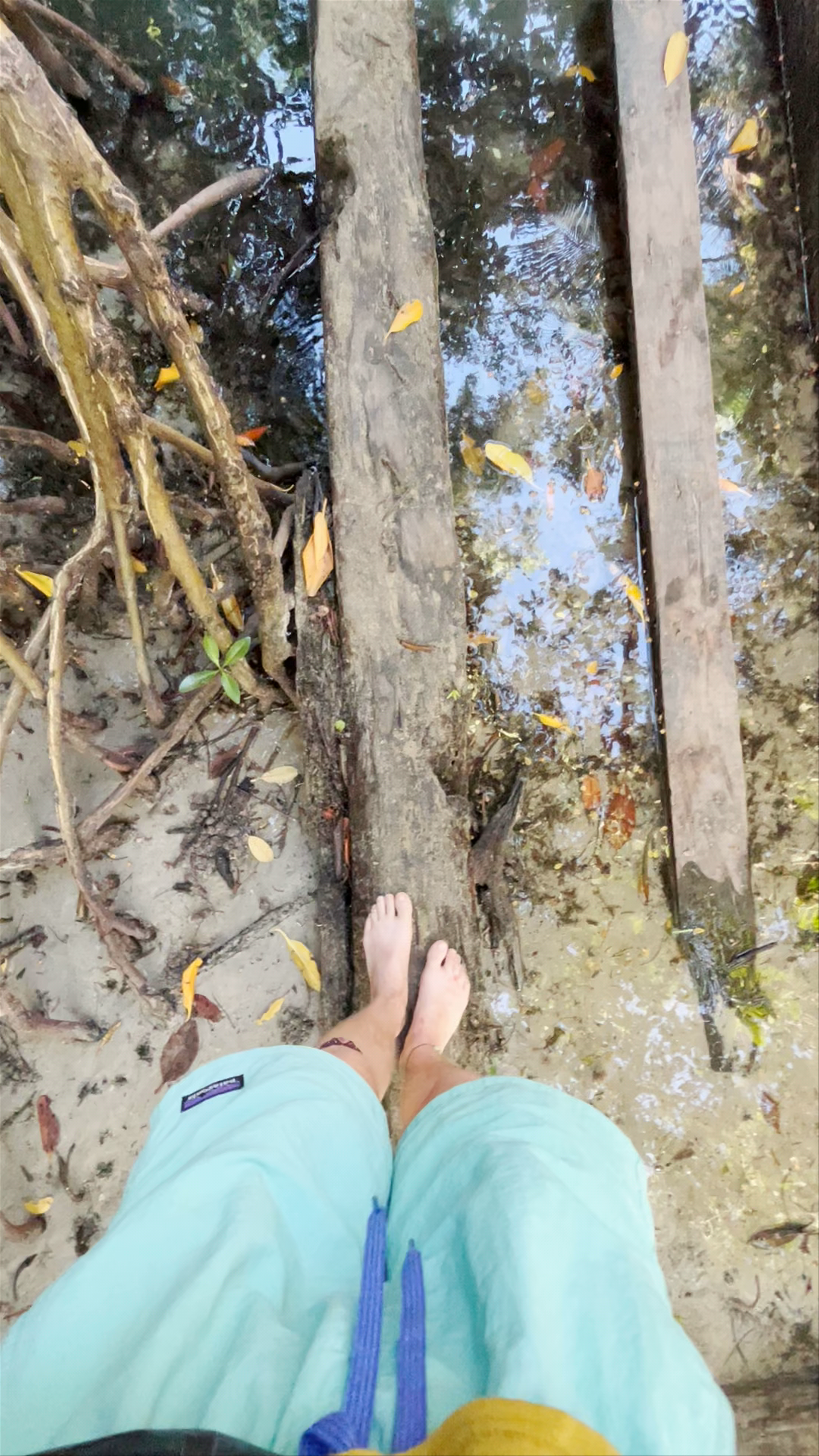 Exploring the Mystical Mangroves of Playa Estrella, Bocas del Toro