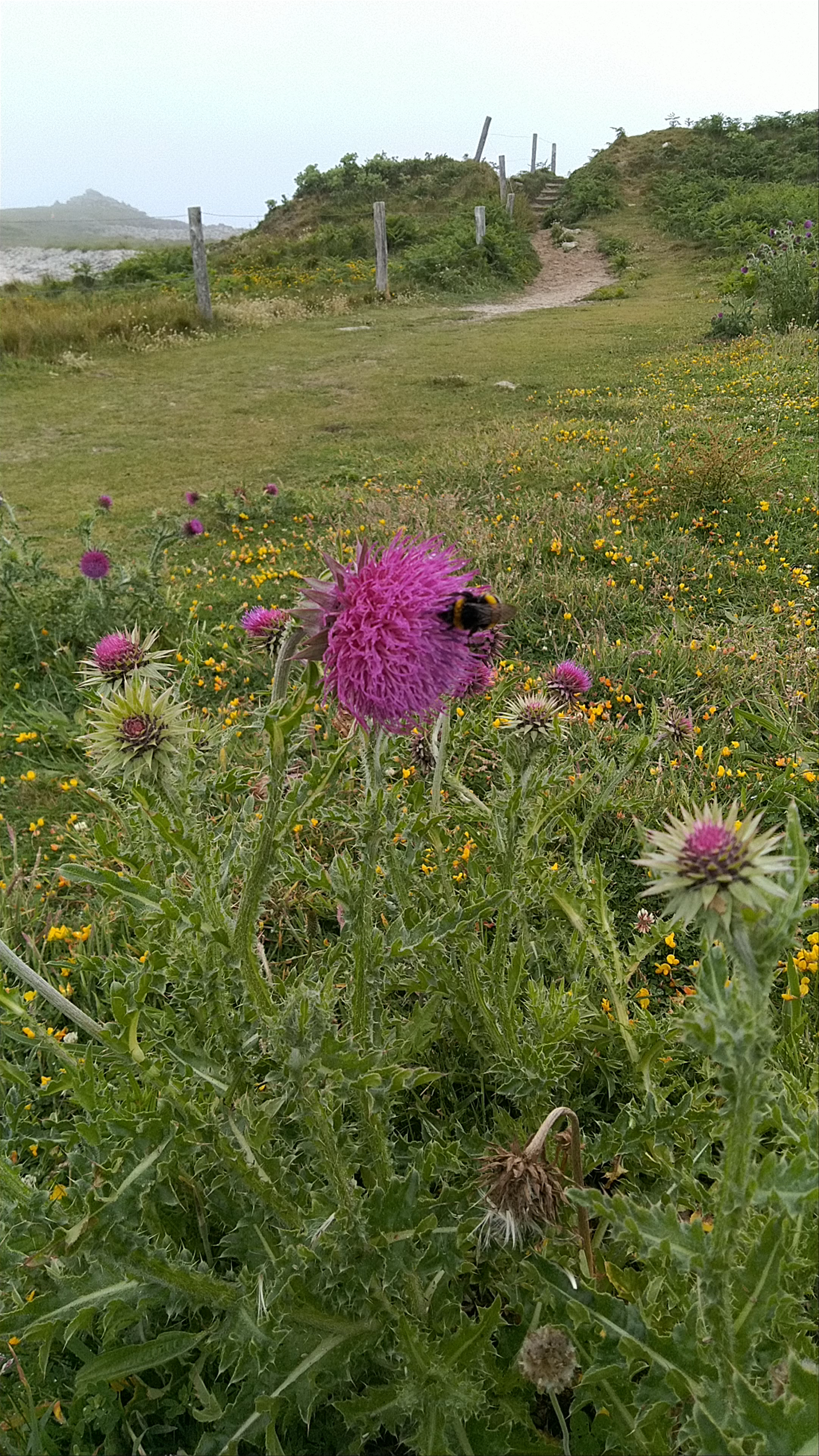 Du Four Lighthouse view point - Porspoder