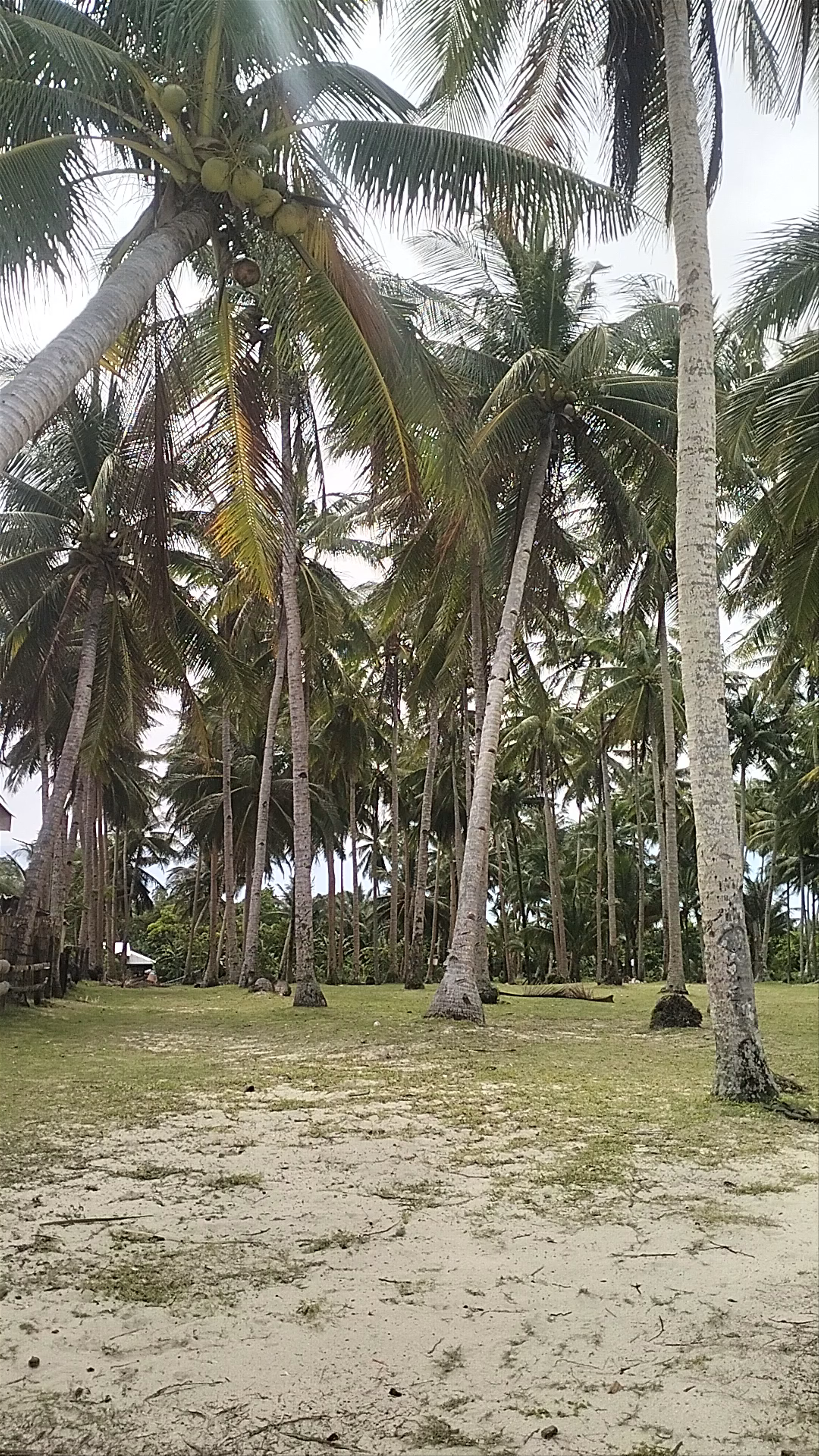 Alegria Beach: Tropical Serenity in Santa Monica, Philippines