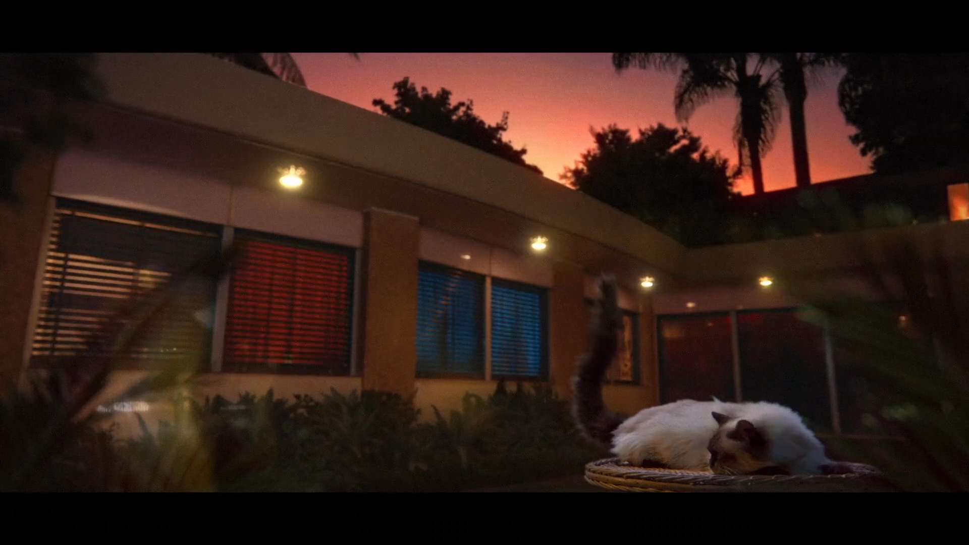 Bacardi “Domino”