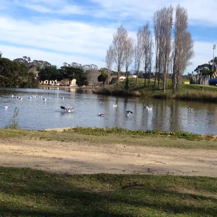El Estero Park - Birds!! - Parks Near Me - Monterey, California