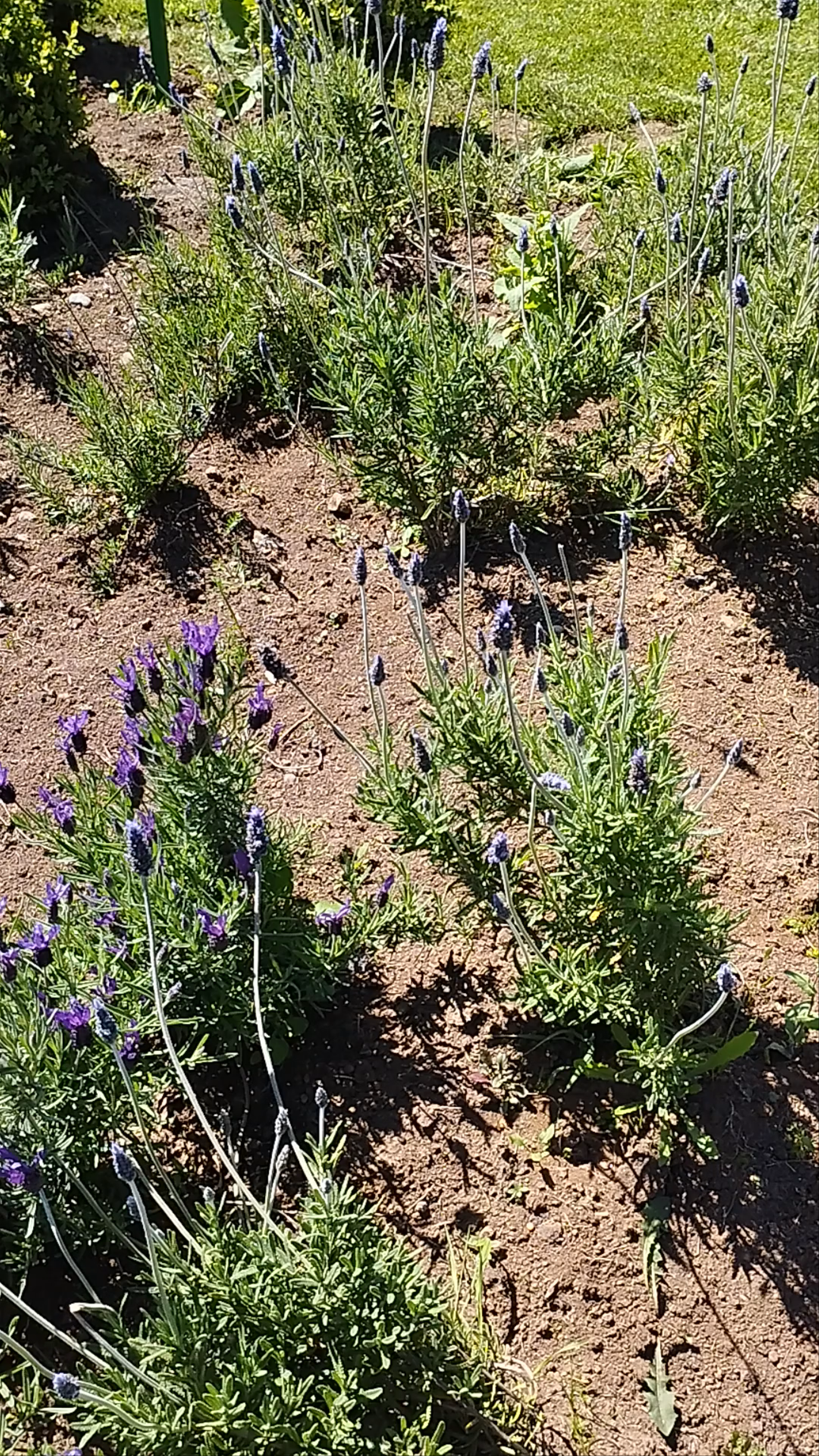 Playa de Frutillar Bajo