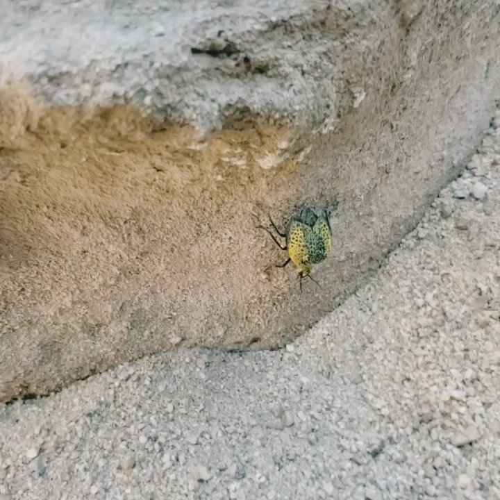 Painted Canyon - Cute lil bug that makes fun sounds - Hiking Near Me - Mecca, California