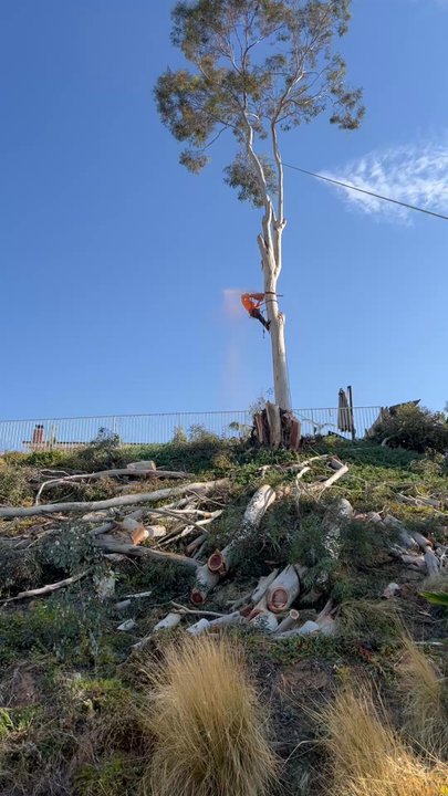 Armando’s Tree Care - Tree Services Near Me
