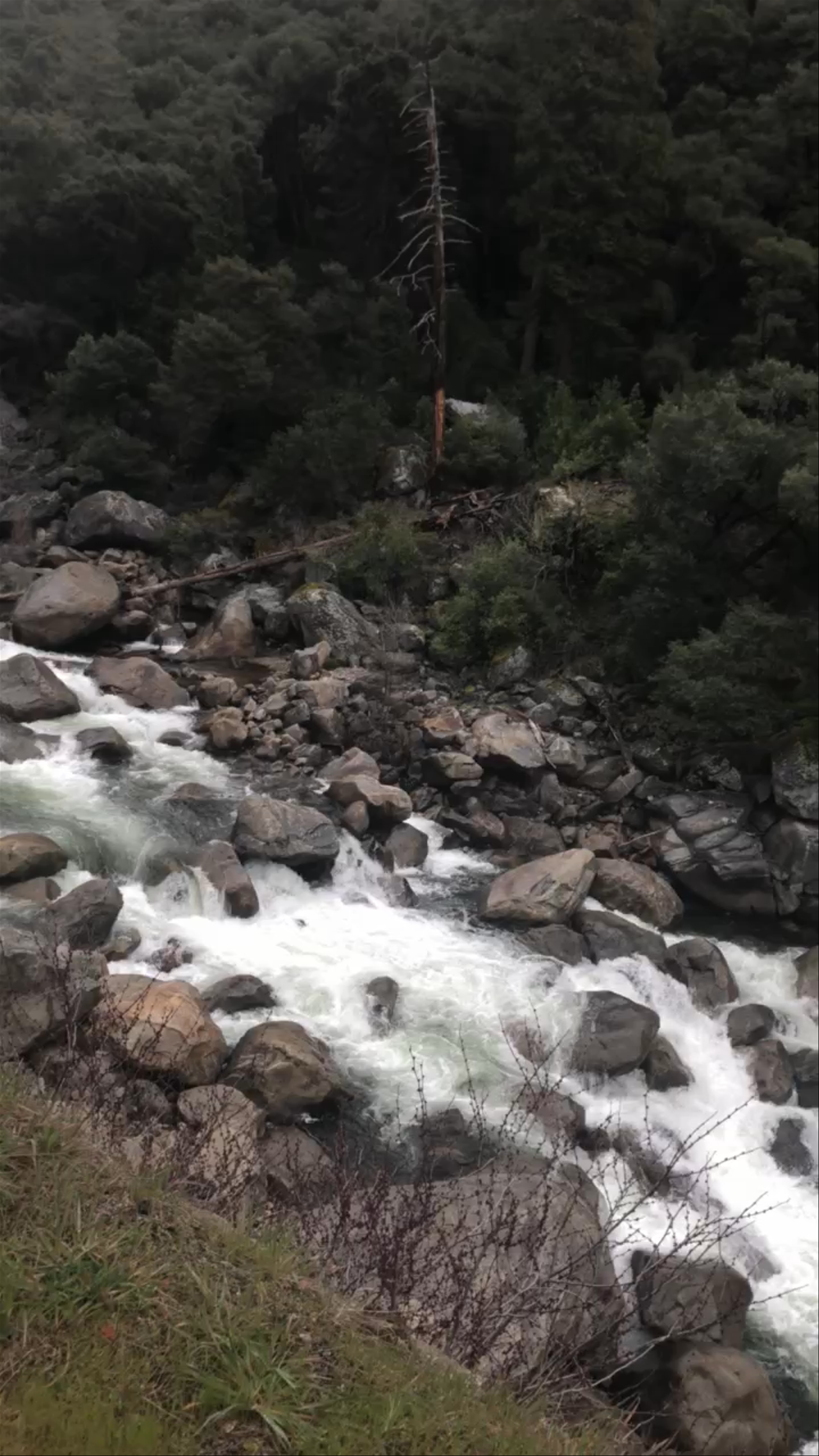 Wild Rapids and Scenic Road Trip in Yosemite National Park