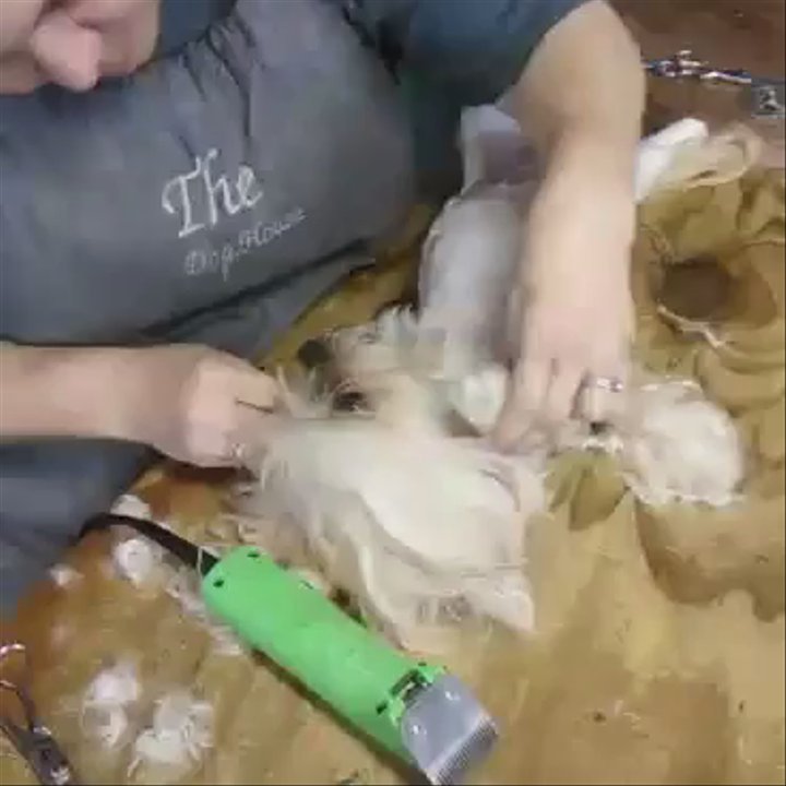 The Dog House - Pet Groomers Near Me - Springtown, Texas