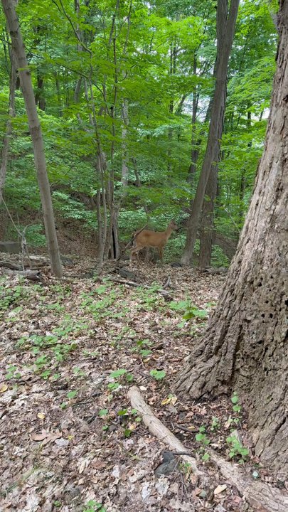 Palisades Interstate Park Commission - Bambino - Hiking Near Me - Alpine, New Jersey