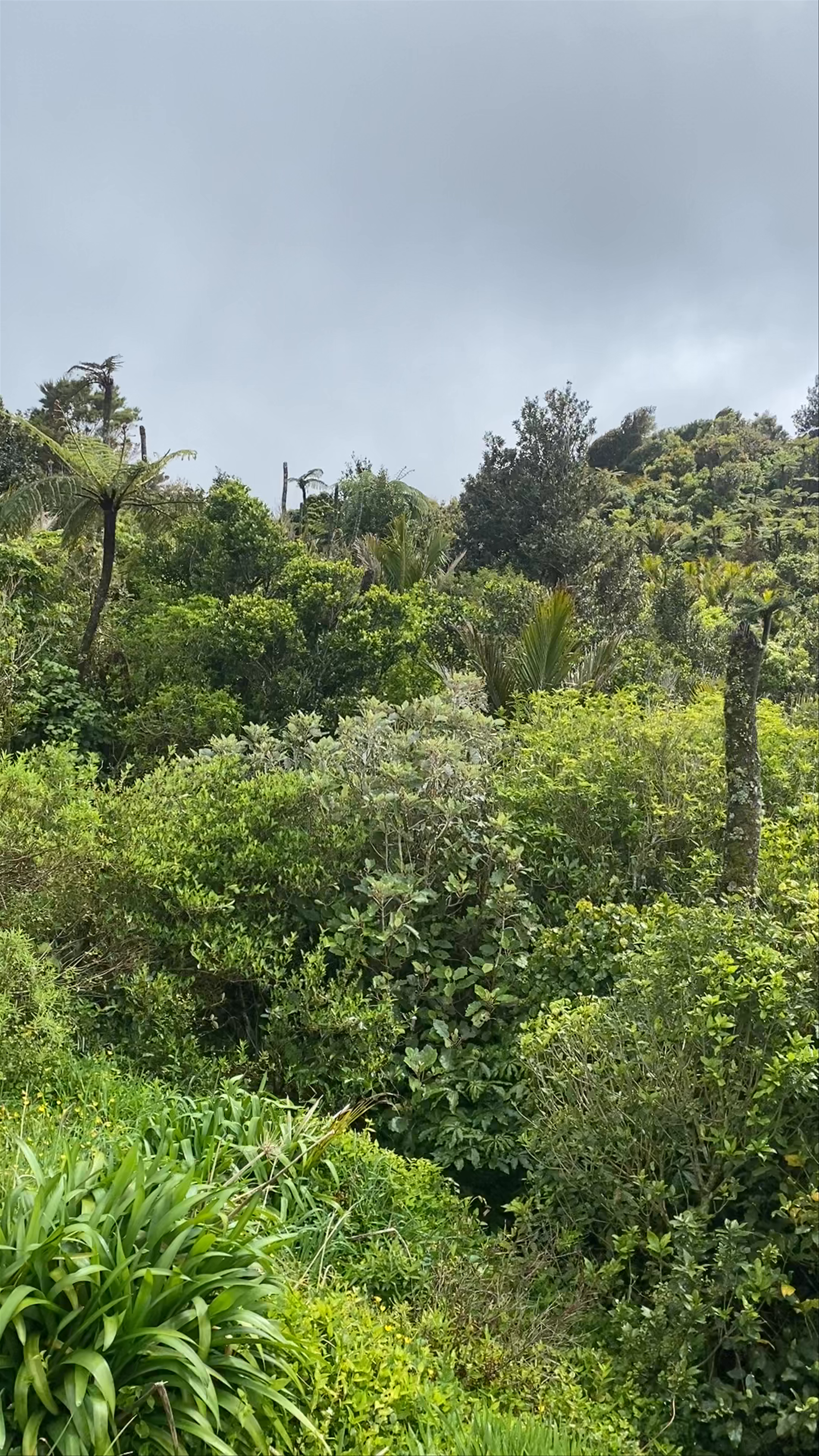 Scenic Lookout Whangapoua Road