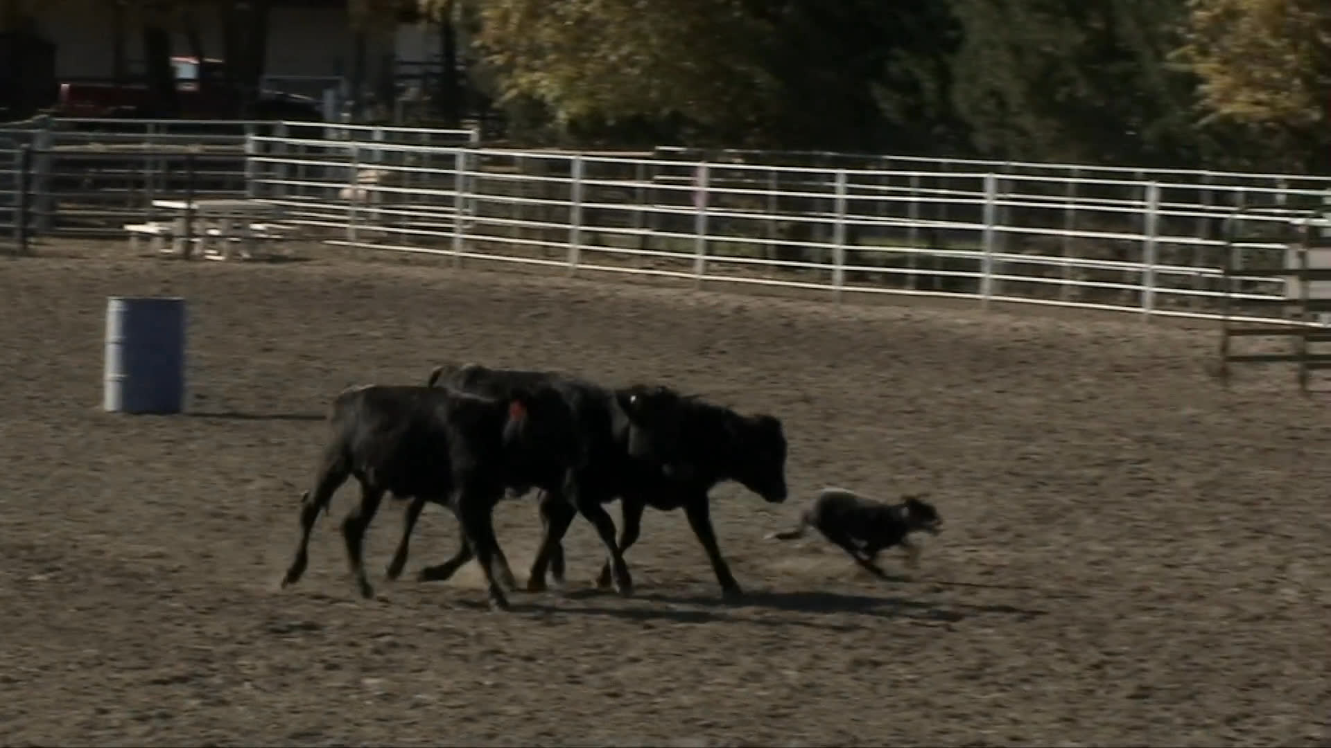 A skilled border collie maneuvers a small group of cattle within a fenced-in outdoor arena. The dog exhibits precise movements and responsiveness to guide the livestock across the dusty terrain.