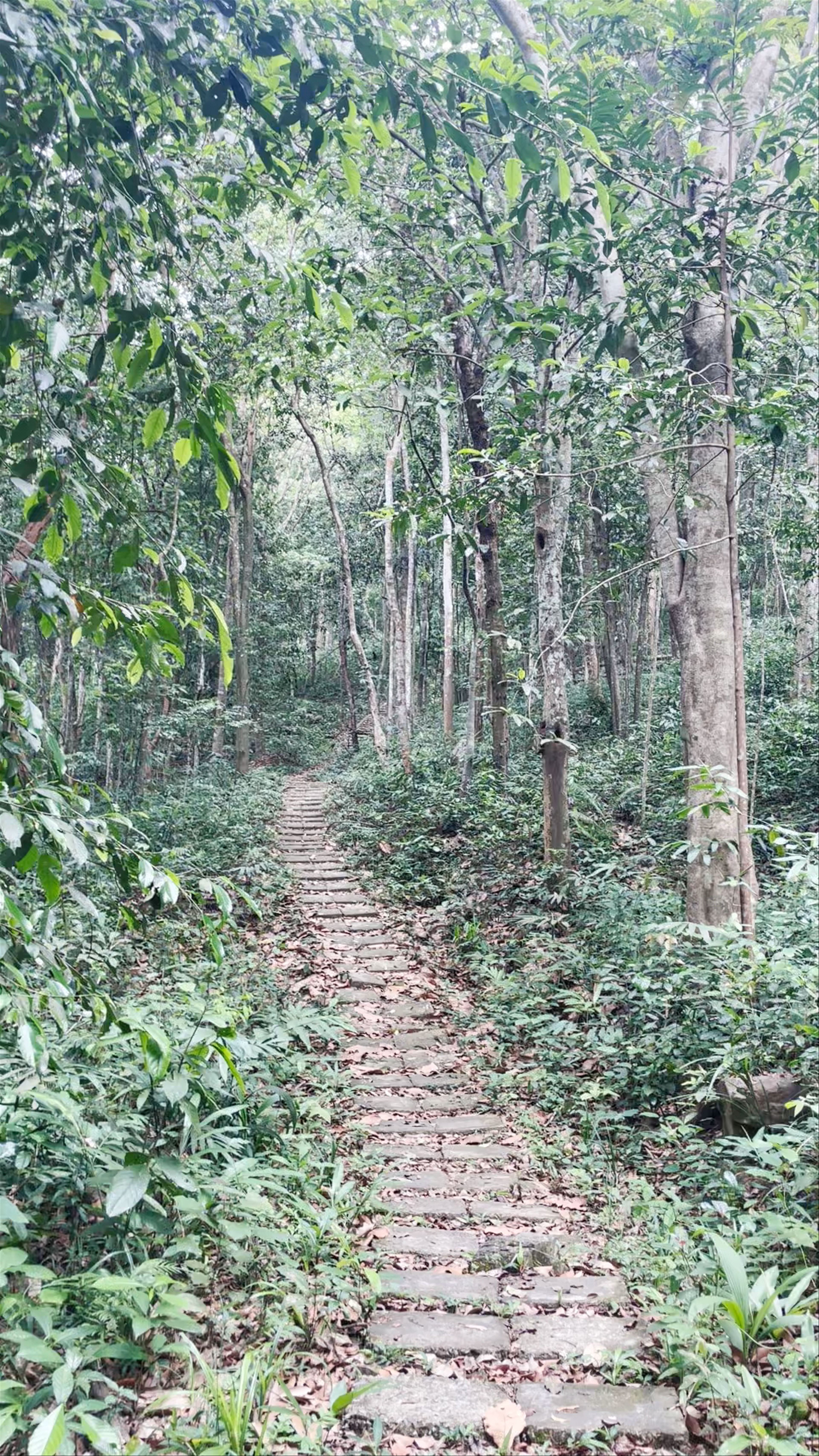 Enchanting Forest Trail at Botanic Garden, Phong Nha, Vietnam