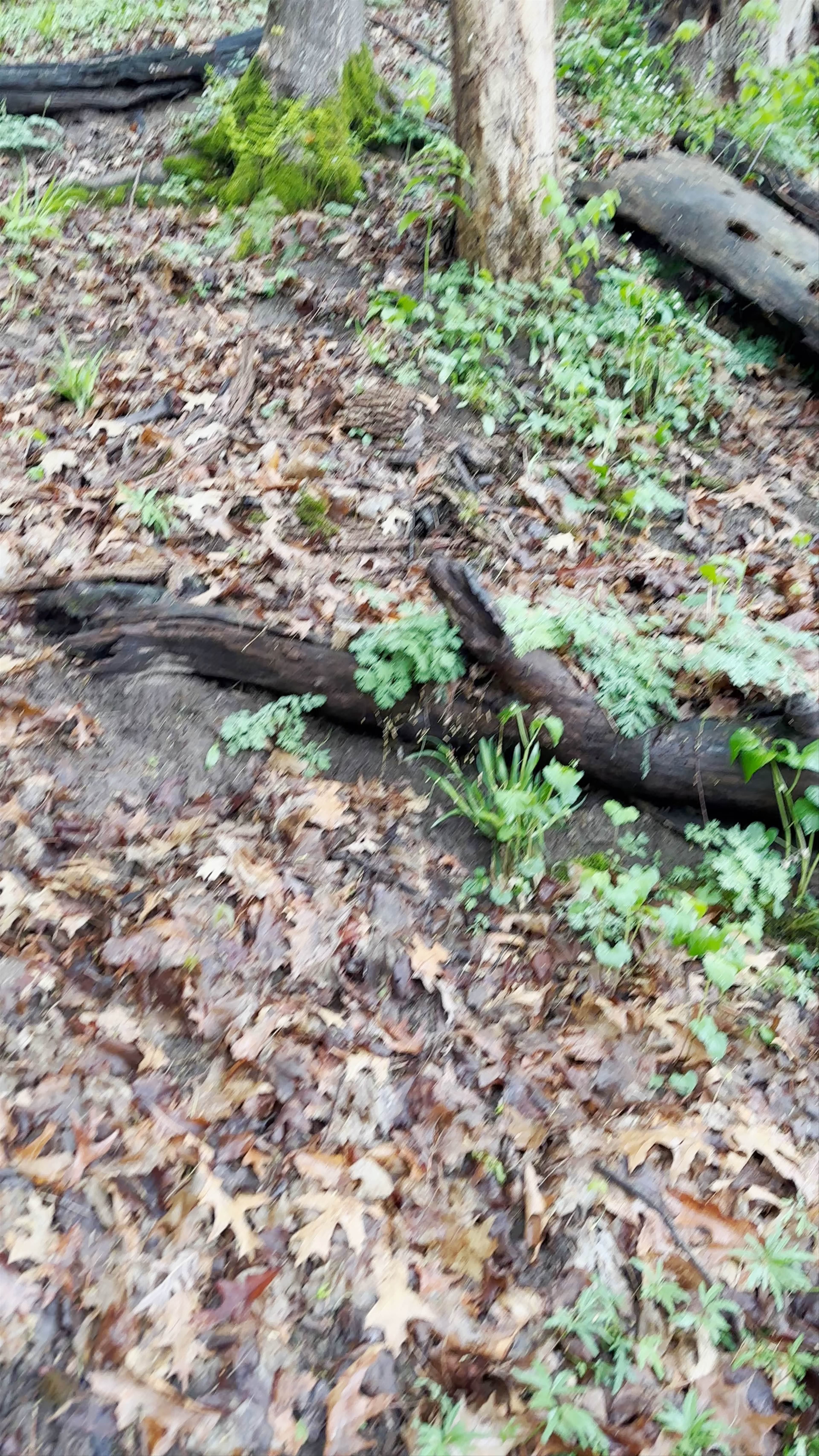 Starved Rock State Park