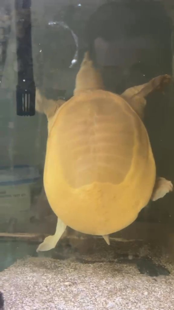 Turtles