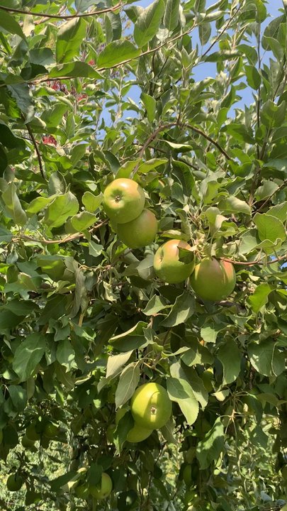 Lawrence Farms Orchards - Pick Your Own Farms Near Me - Newburgh, New York