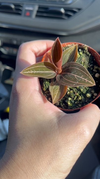 Armstrong Garden Centers - Nurseries & Gardening Near Me - Claremont, California