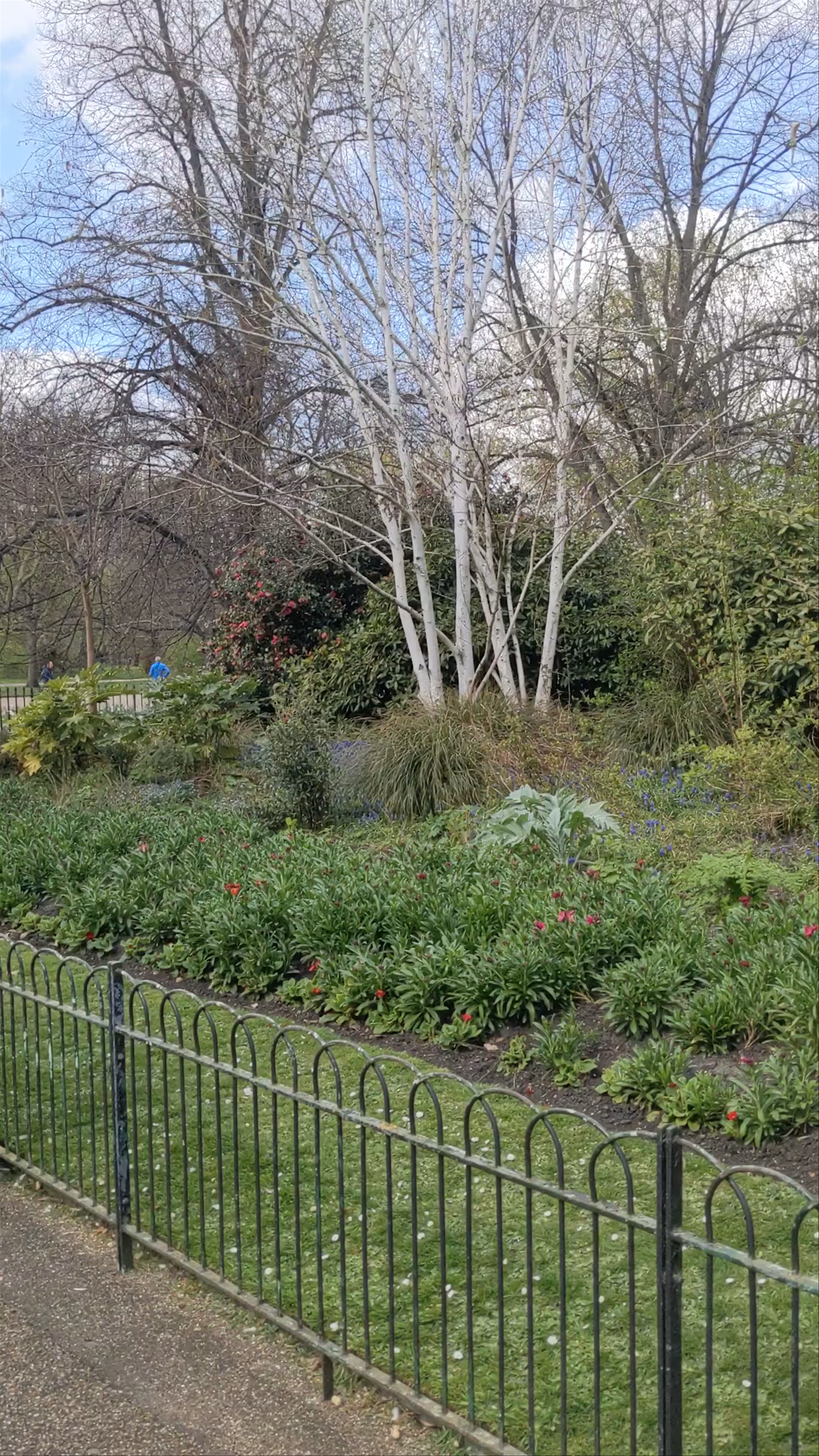 Serene Spring Walk in Hyde Park, London