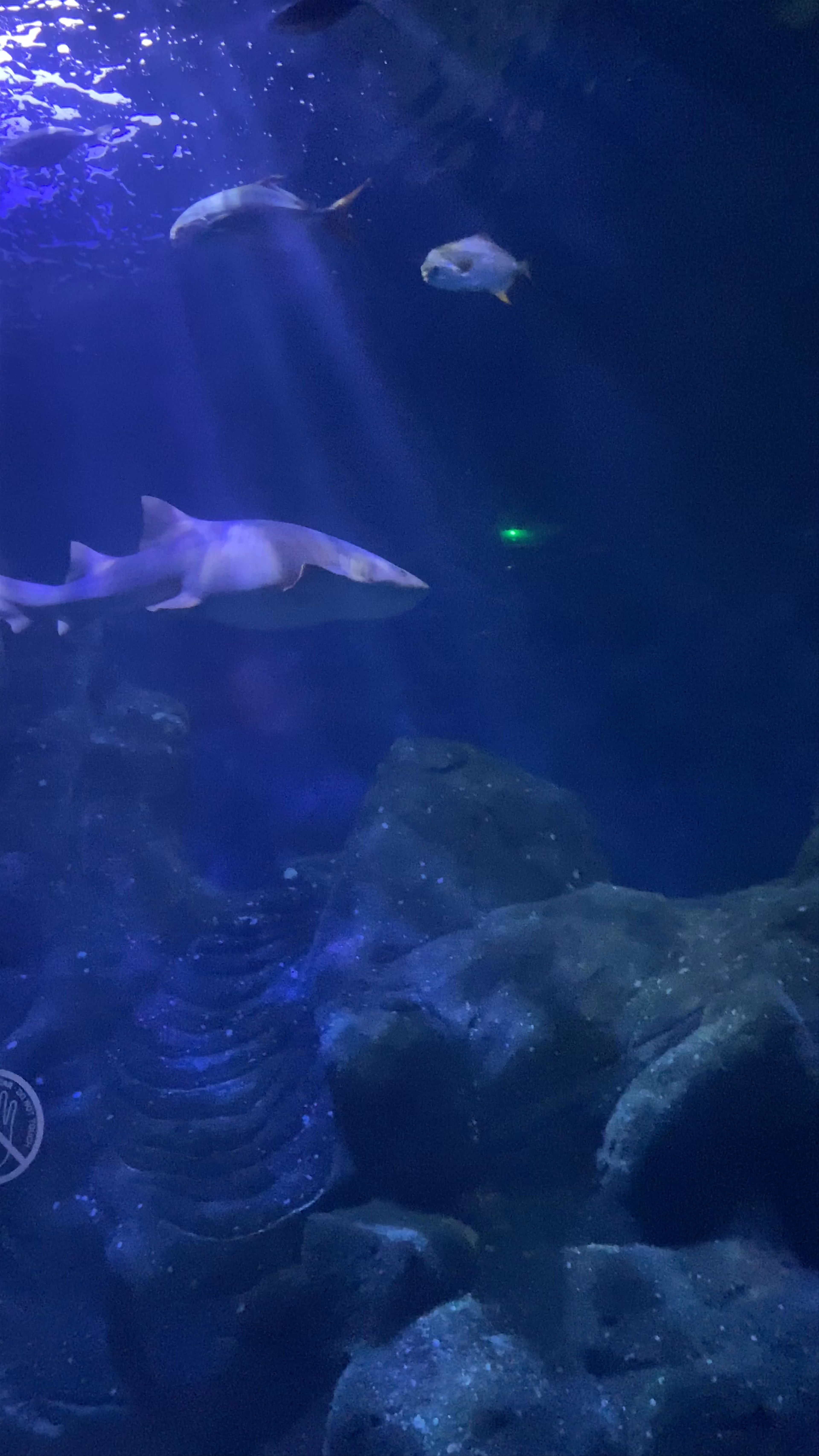 Oceanogràfic