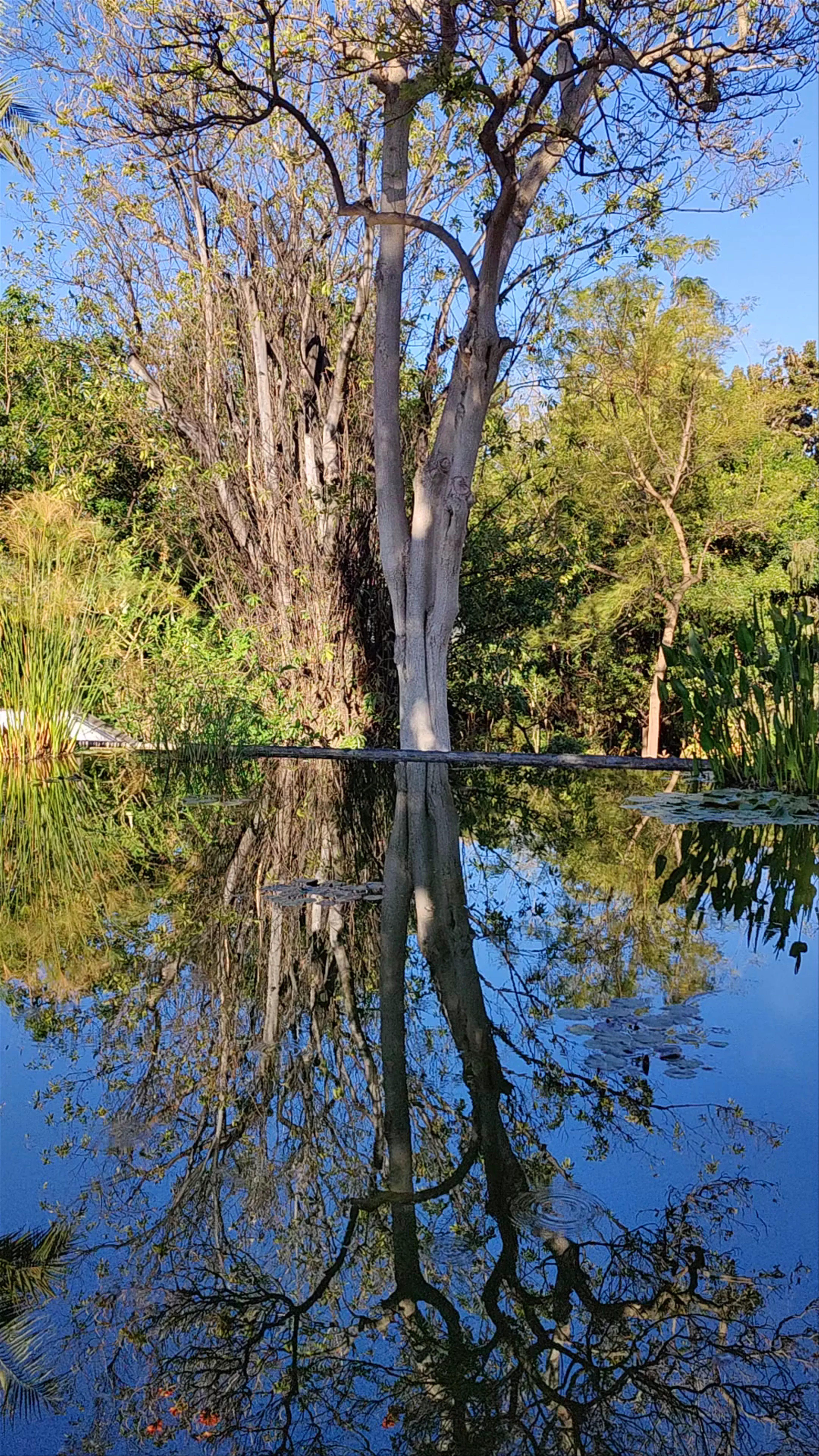 Botanical Garden, Calle Retama
