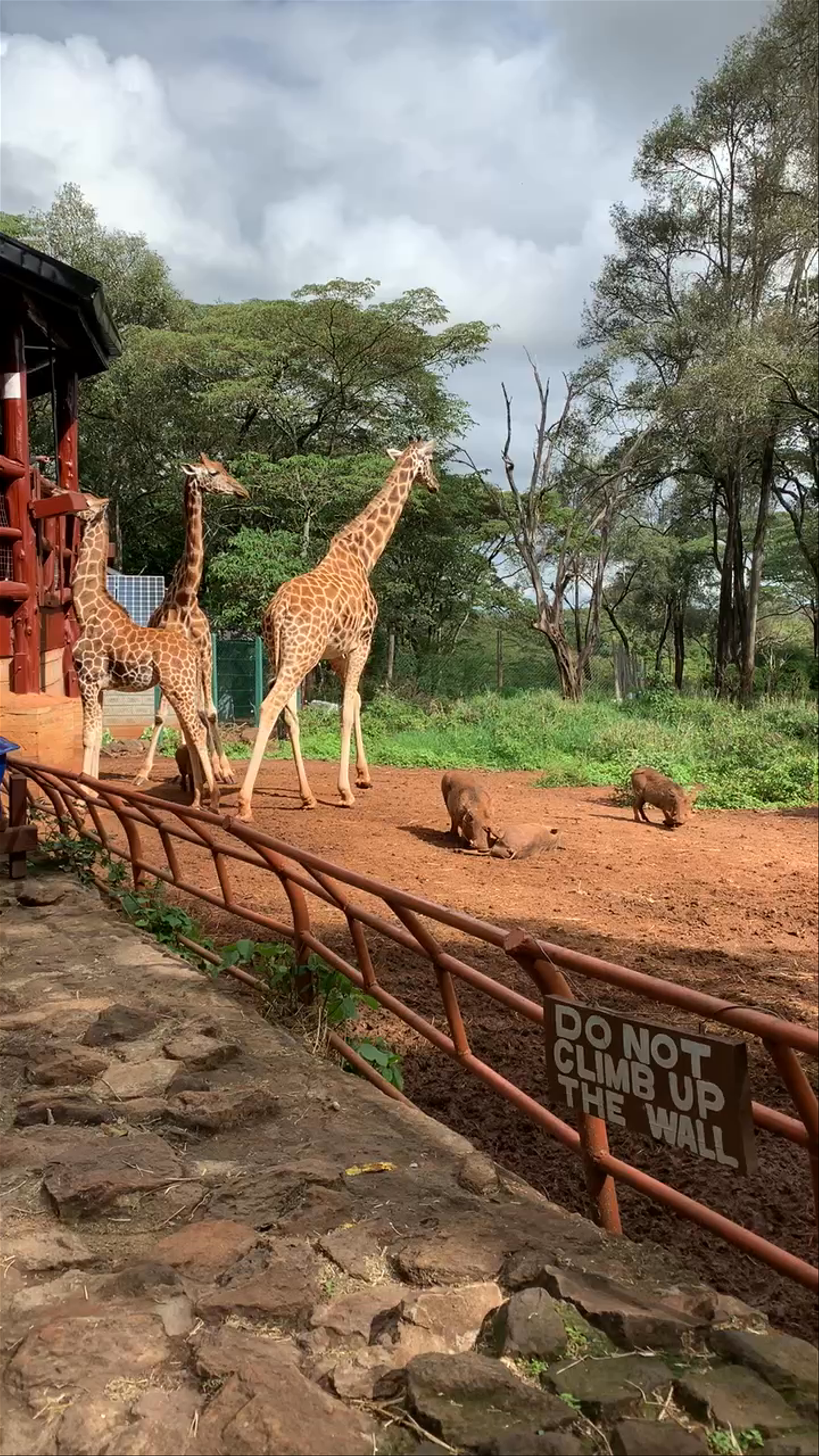 Giraffe Centre