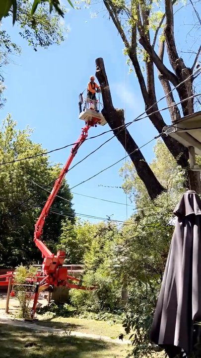 Joe's Tree Service - No regard for the surrounding yard AT ALL. - Tree Services Near Me - Chico, California