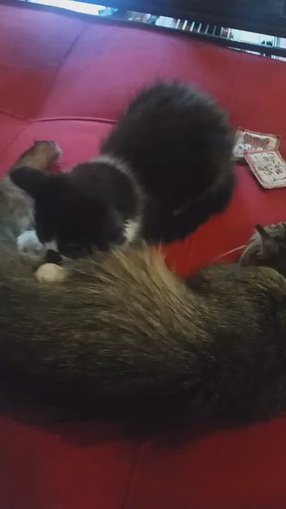 Catfe Lounge - They kept a mother cat and her kids together here for more time together, so sweet - Animal Shelters Near Me - Ferndale, Michigan