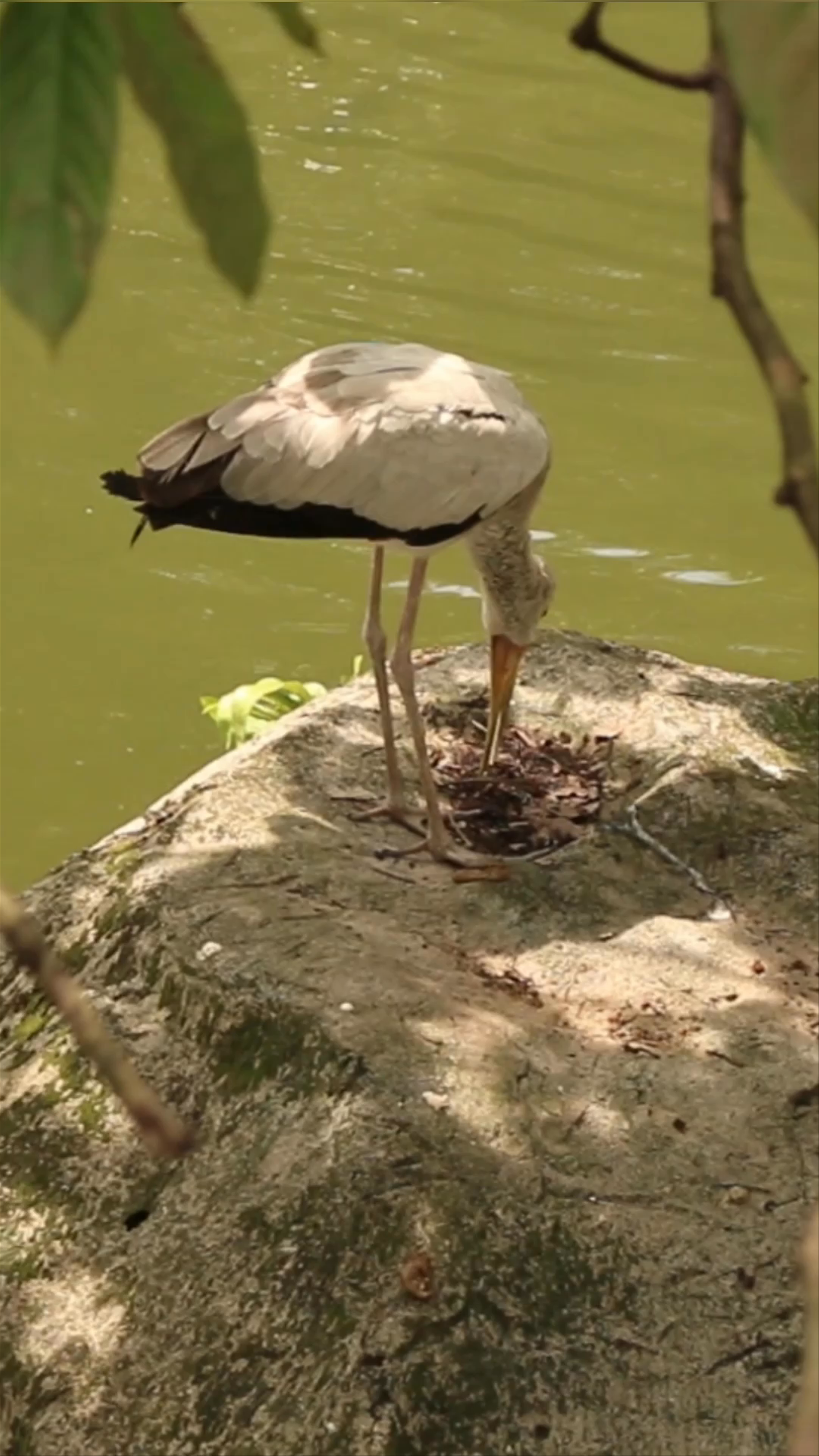 Discover Tranquil Wildlife Moments at KL Bird Park