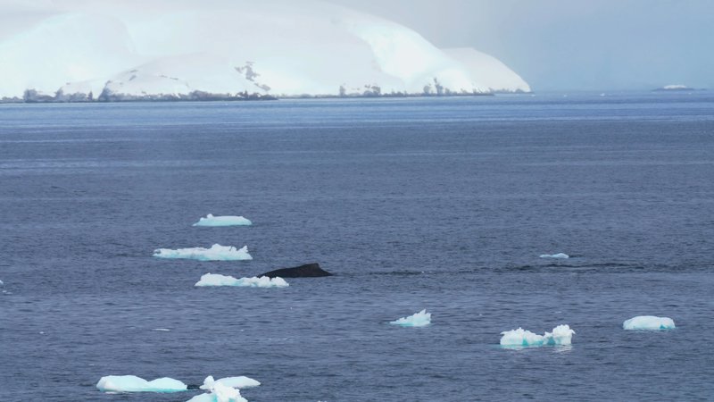 Humpback whales in Antarctica poster