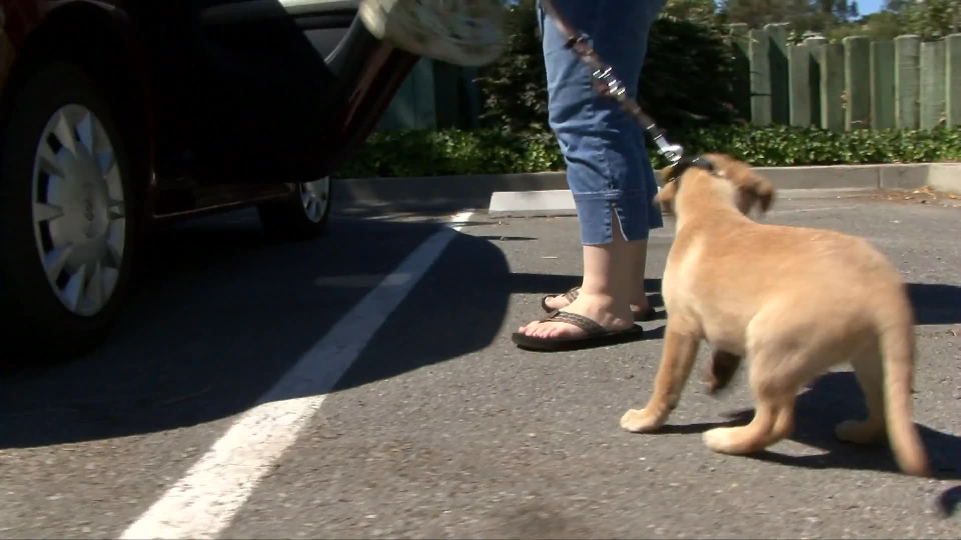 A group of people interacts with a playful golden retriever puppy in a park setting before transitioning to an indoor office where a professional edits the footage.