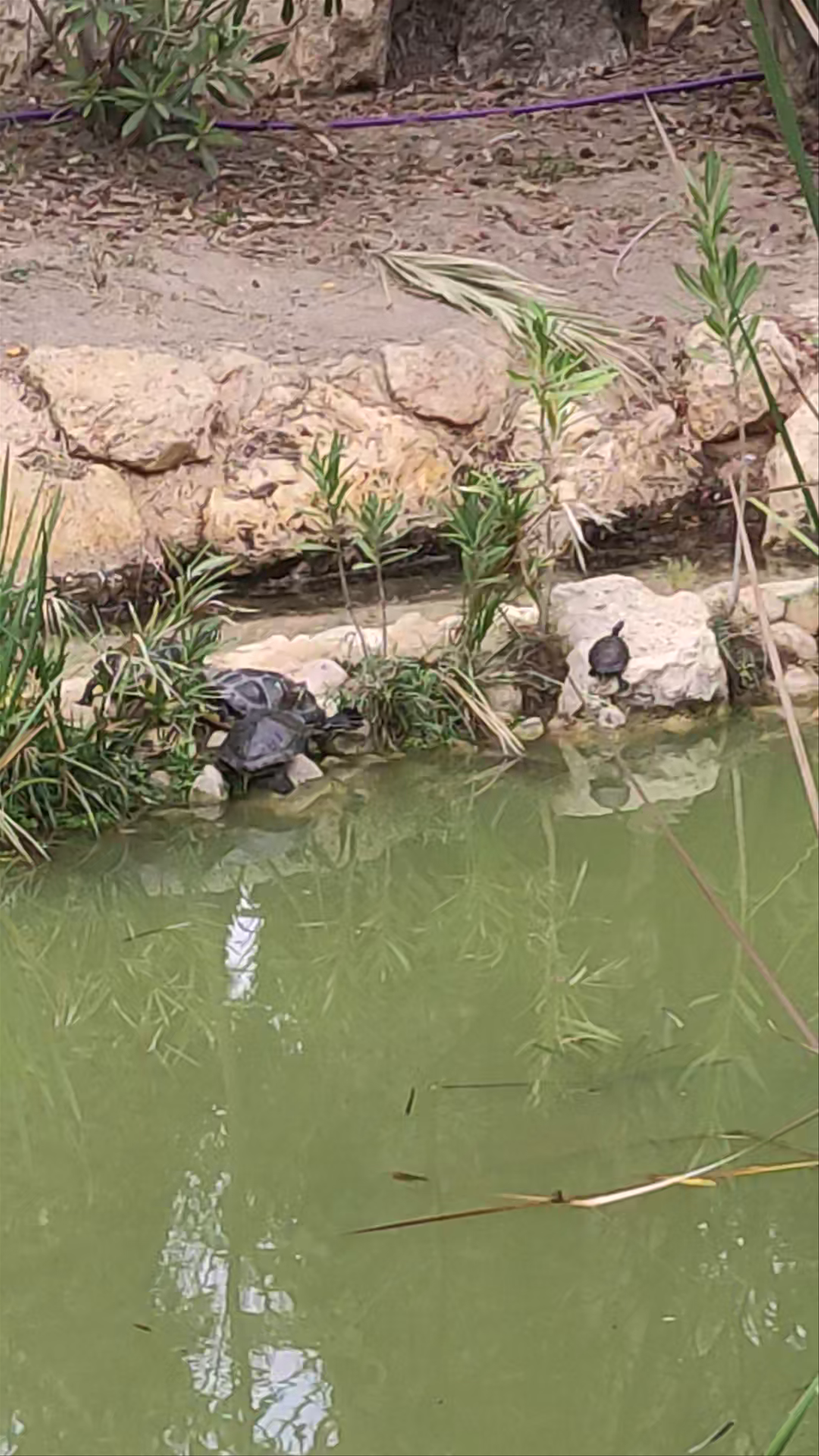 Peaceful Pond and Turtle Haven at Parque El Palmeral, Alicante