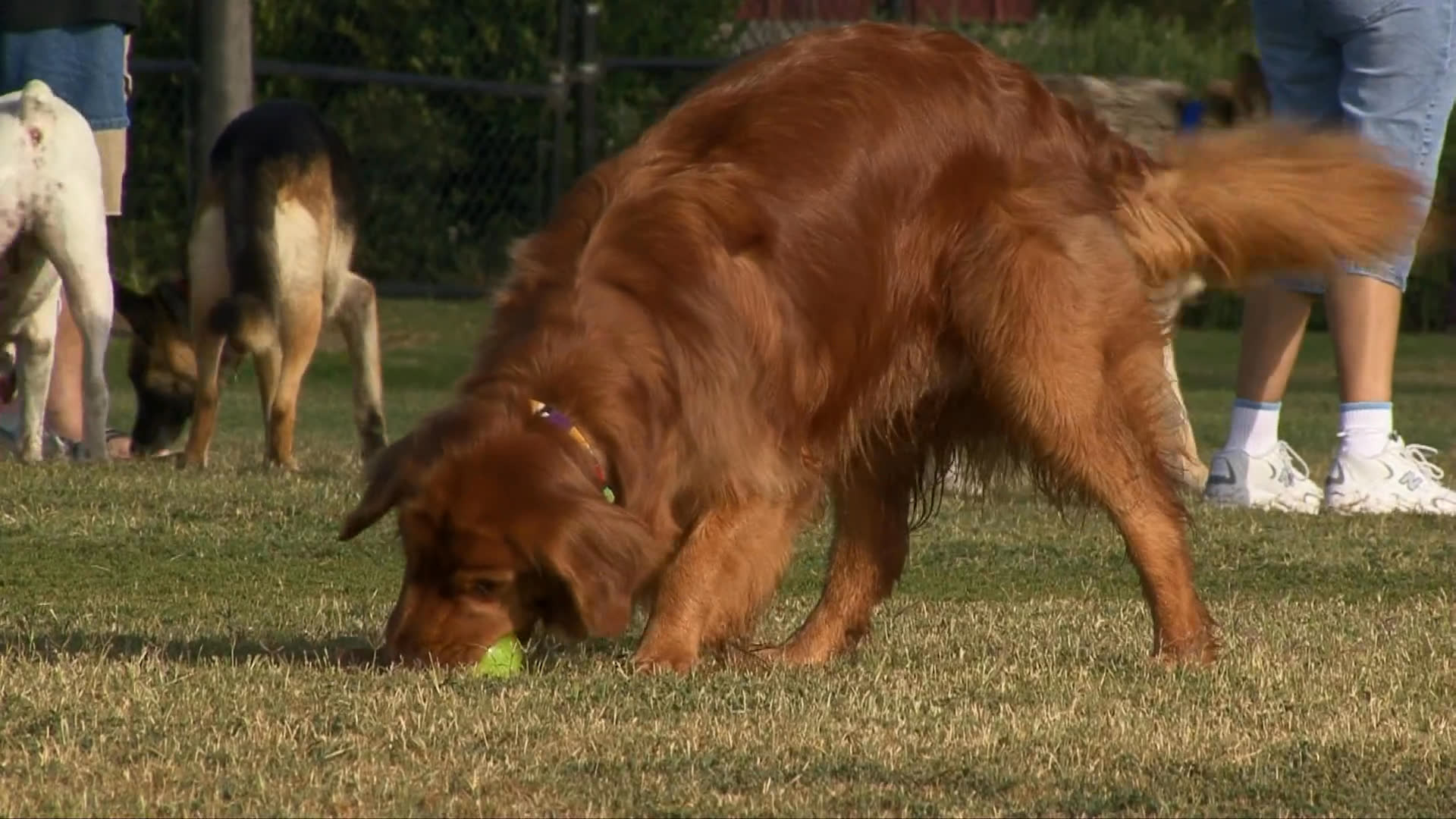 A golden retriever engages with a tennis ball in a park before heading to the beach, where it accompanies people into the surf.