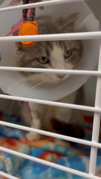 Nevada SPCA - Bently purrrs - Animal Shelters Near Me - Las Vegas, Nevada