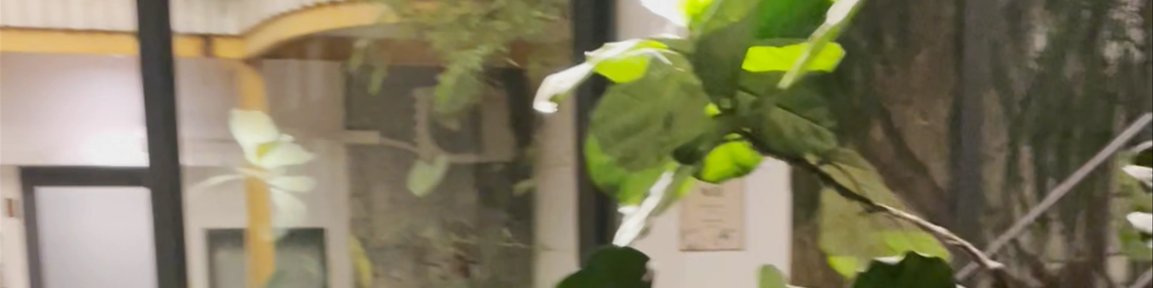 Okra Hoian Homestay