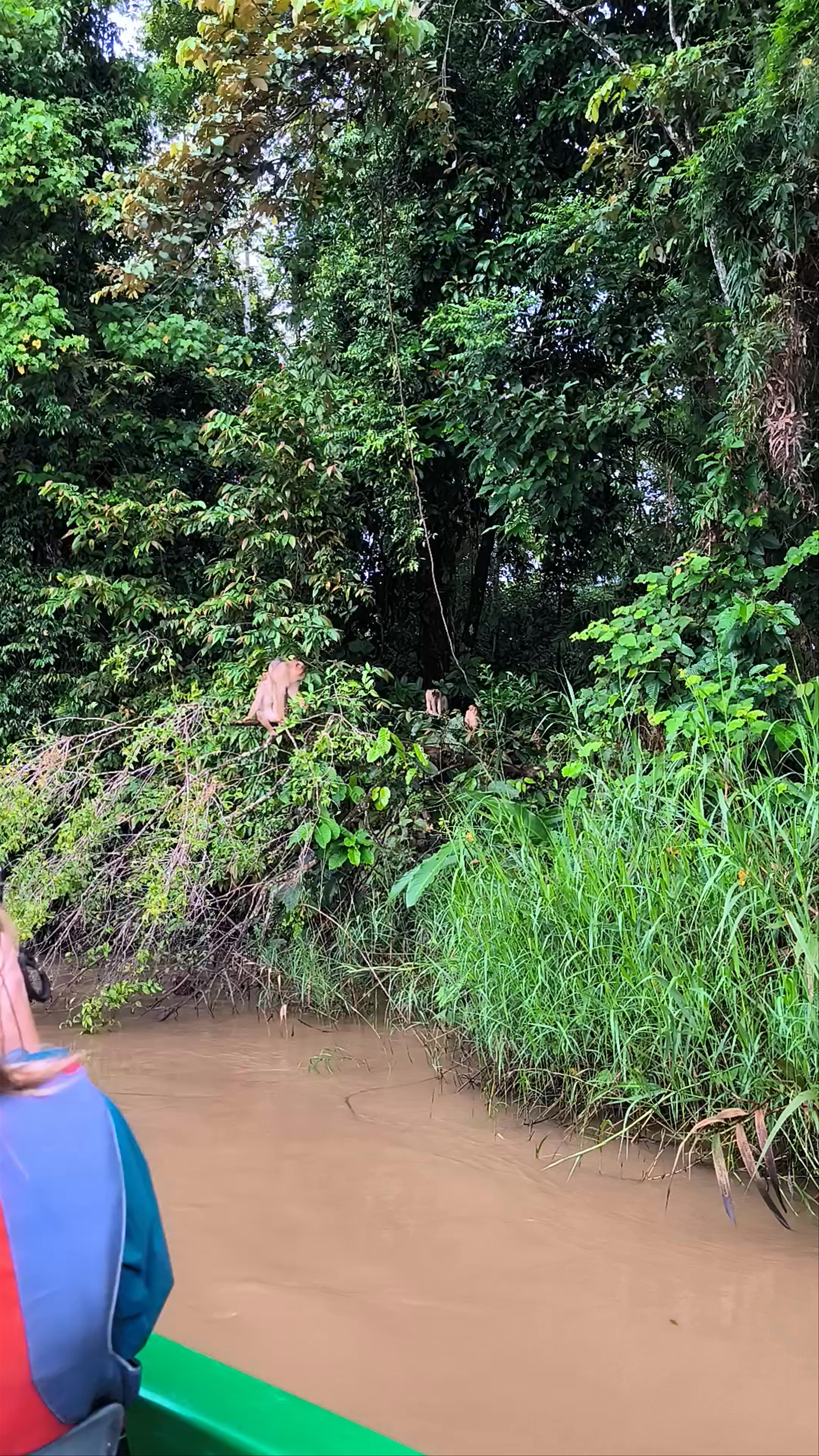 Kinabatangan River