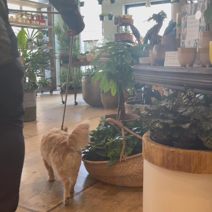 Mahonia - @moosedistilled - Gift Shops Near Me - Louisville, Kentucky