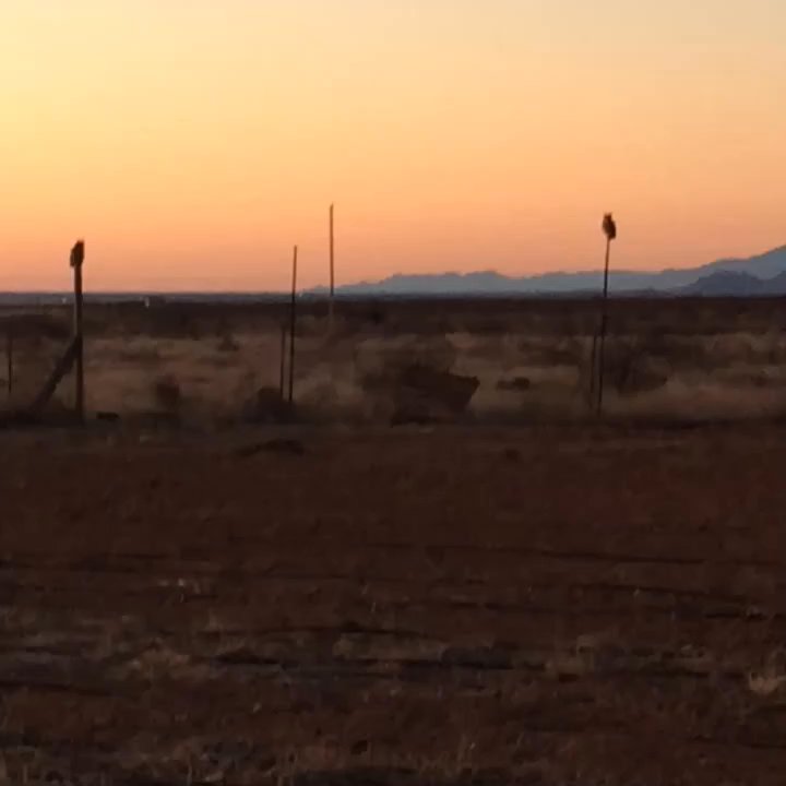 Pillsbury Wine Company - Two horned owls calling to each other, such a treat! - Wineries Near Me - Willcox, Arizona