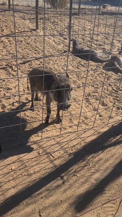 Hesperia Zoo - Bumba? - Zoos Near Me - Hesperia, California