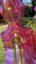 Small image 7