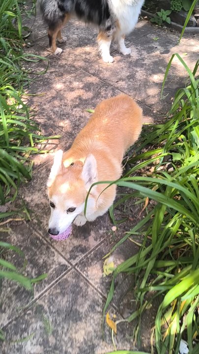 Downtown Brooklyn Pet Care - Time to play fetch! - Dog Walkers Near Me - Brooklyn, New York