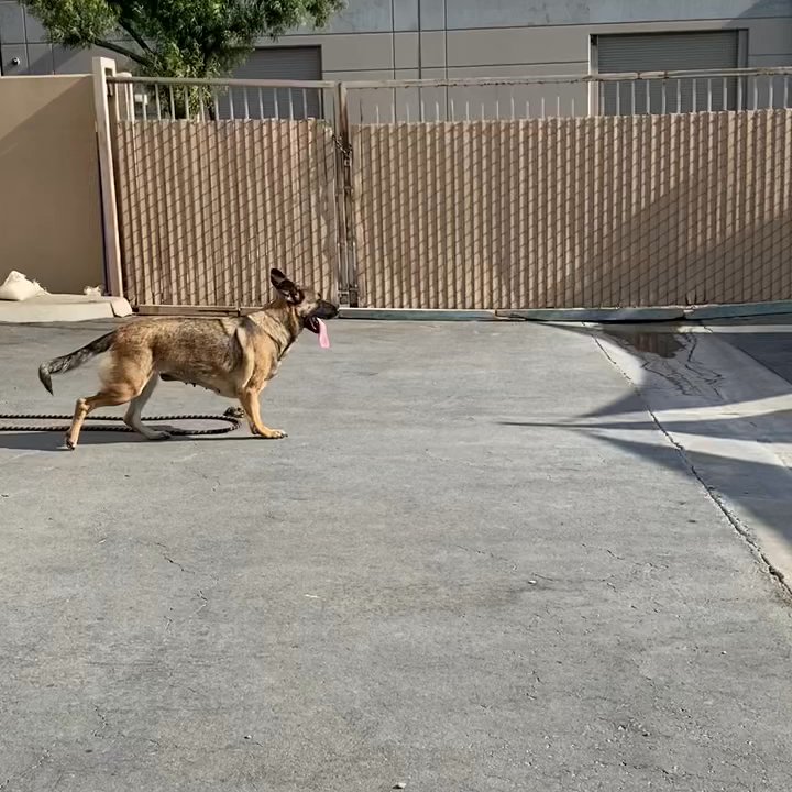 Ufuria - Opal Rose enjoying! - Pet Training Near Me - Rancho Cucamonga, California