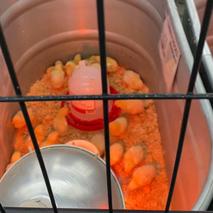 Tractor Supply - Tractor has plenty of Chicks - Department Stores Near Me - Gardendale, Alabama