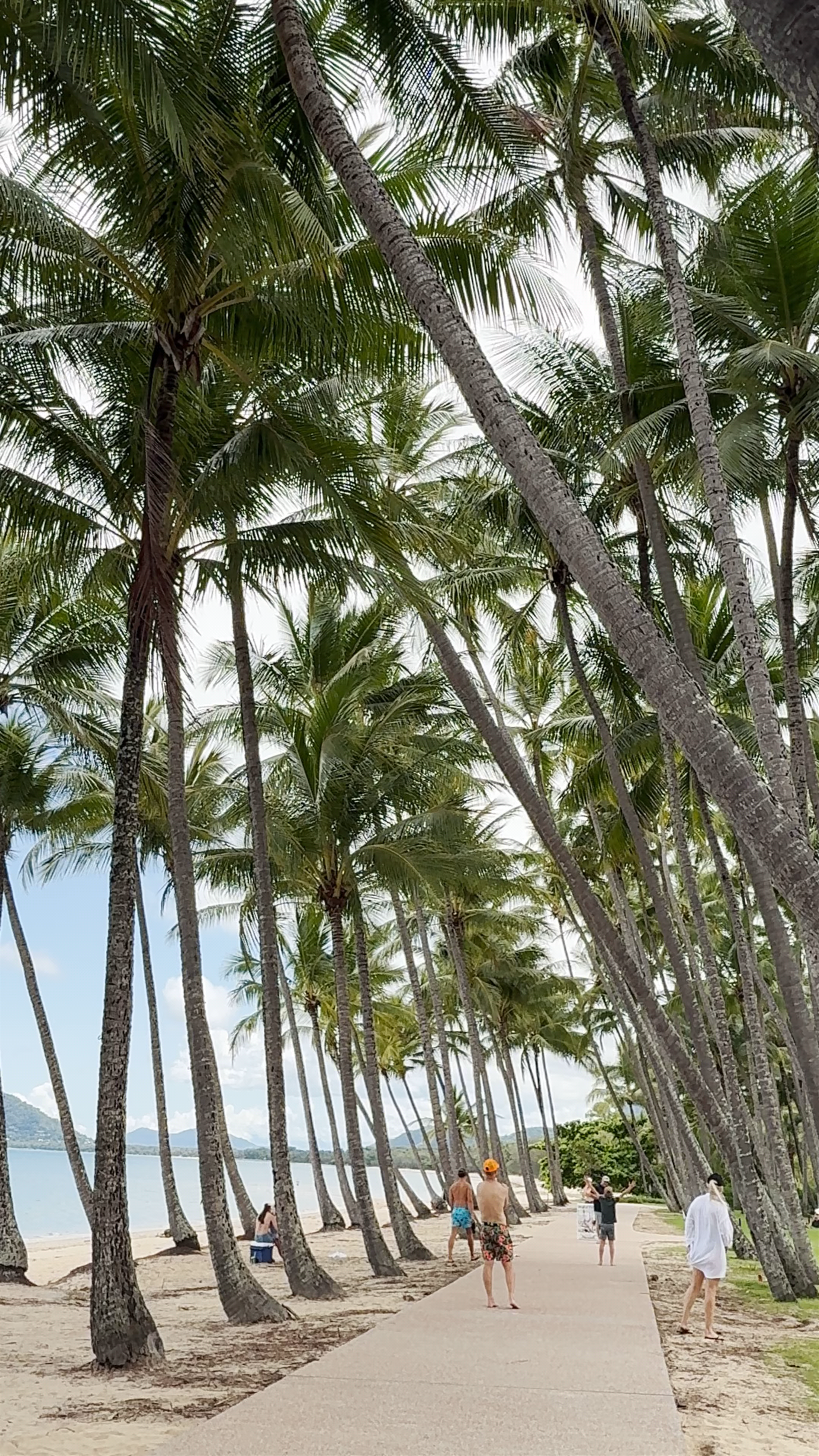 Palm Tree Tunnel