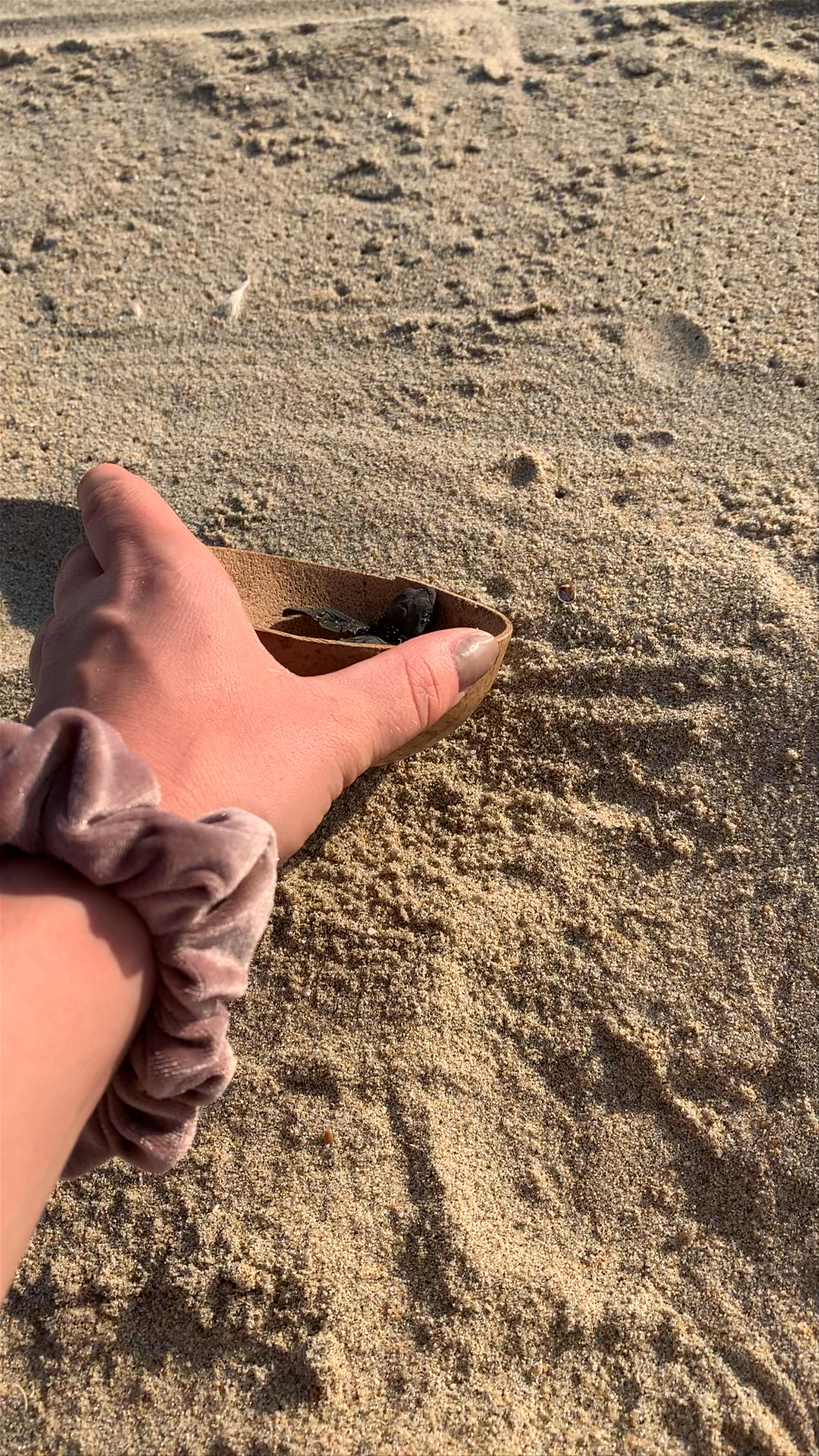 Releasing a Sea Turtle Hatchling at Playa Bacocho, Puerto Escondido