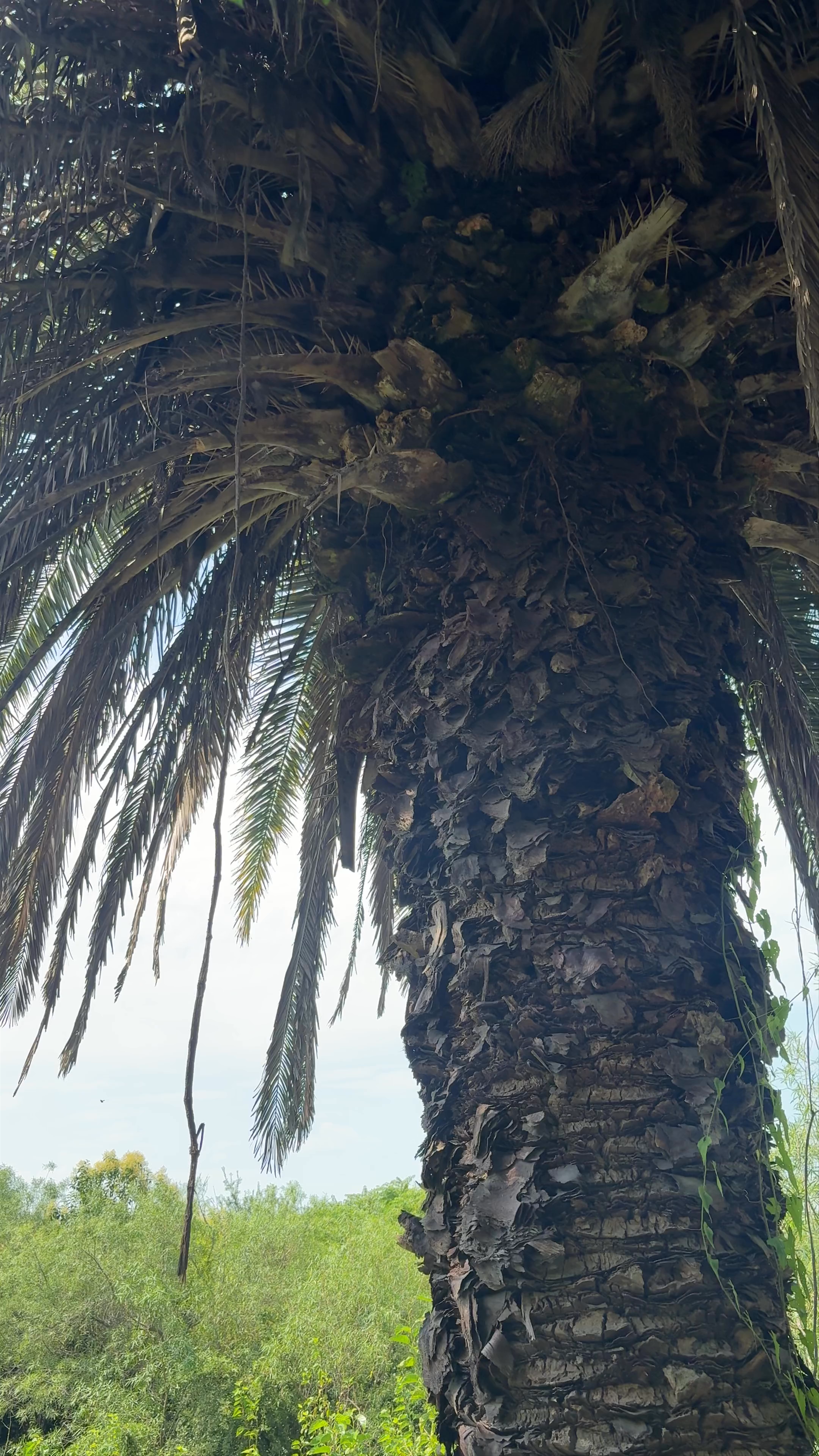 Reserva Ecológica Costanera Sur