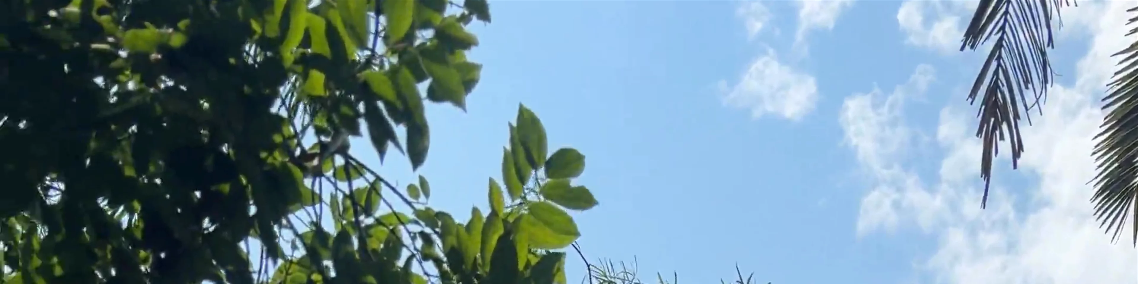 Reserva Ecológica Costanera Sur