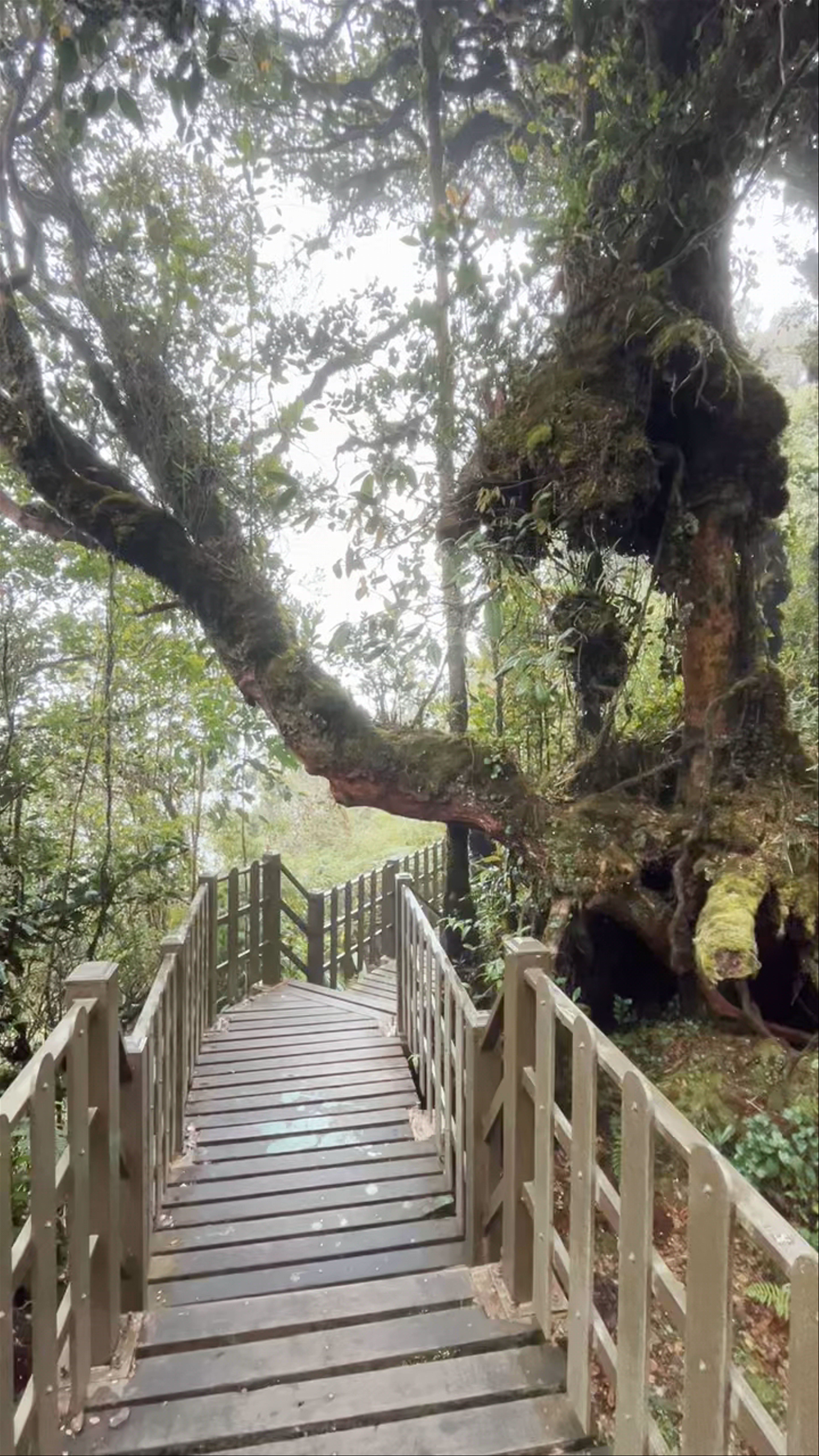 Mossy Forest Tour Adventure