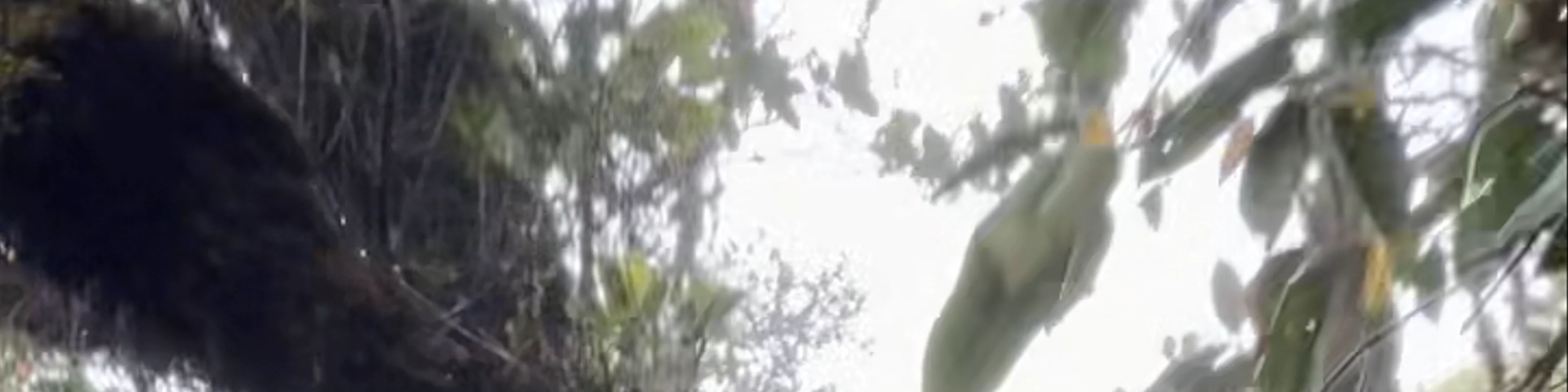 Mossy Forest Tour Adventure