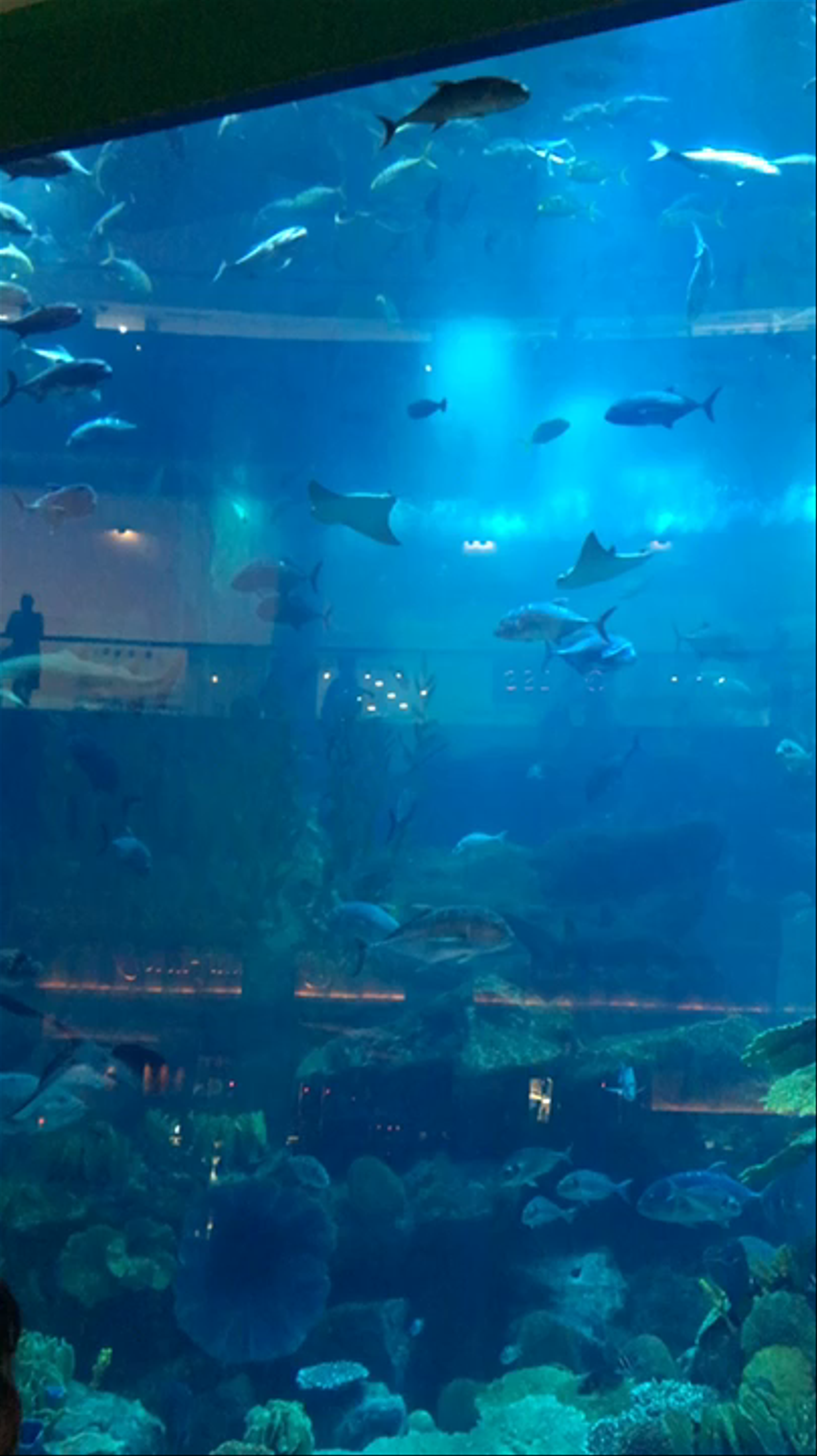 Dubai Aquarium & Underwater Zoo at Mall of the Emirates