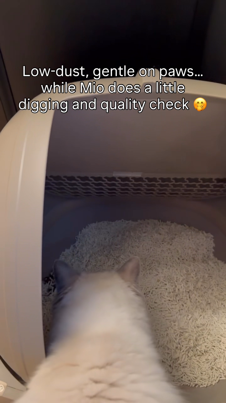 Our-ragdoll’s-favourite-or-should-I-say-needed-corner-in-our-home-🤭