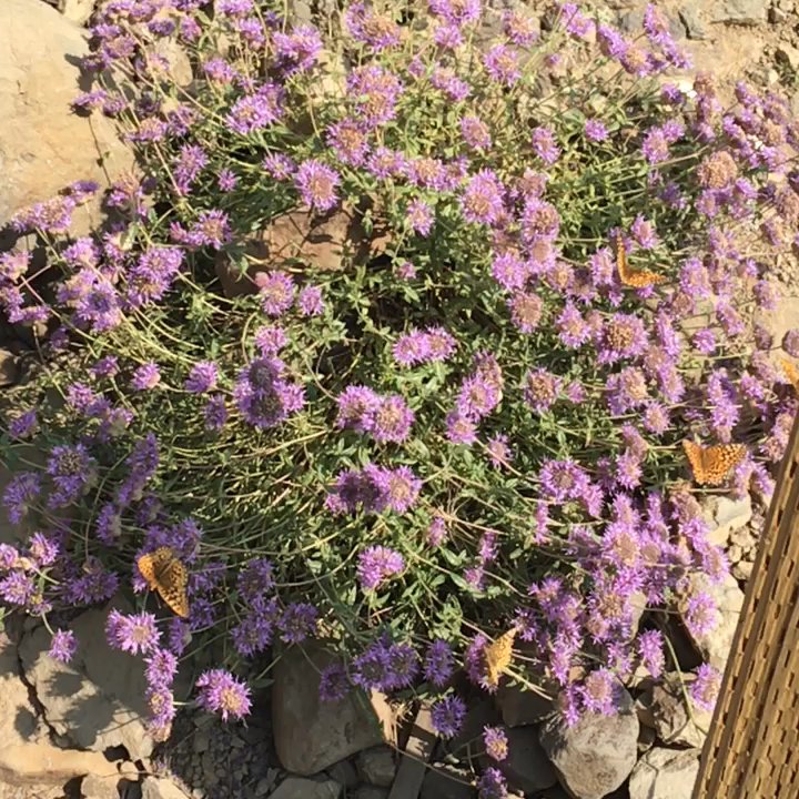 Wallowa Lake Tramway - So many butterflies here - Tours Near Me - Joseph, Oregon