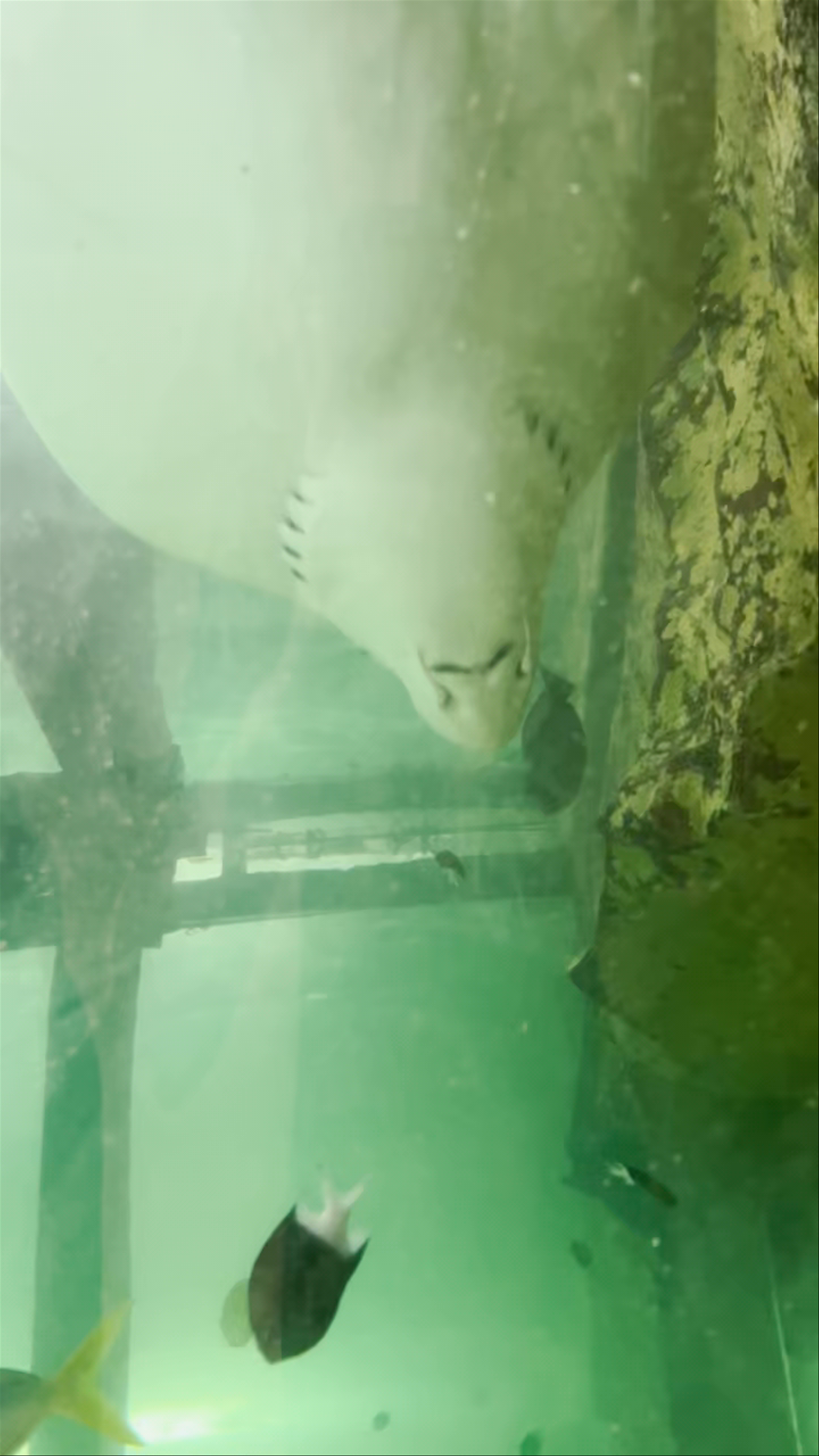 Underwater Charm: Encounter with a Stingray at Sydney Institute of Marine Science Aquarium